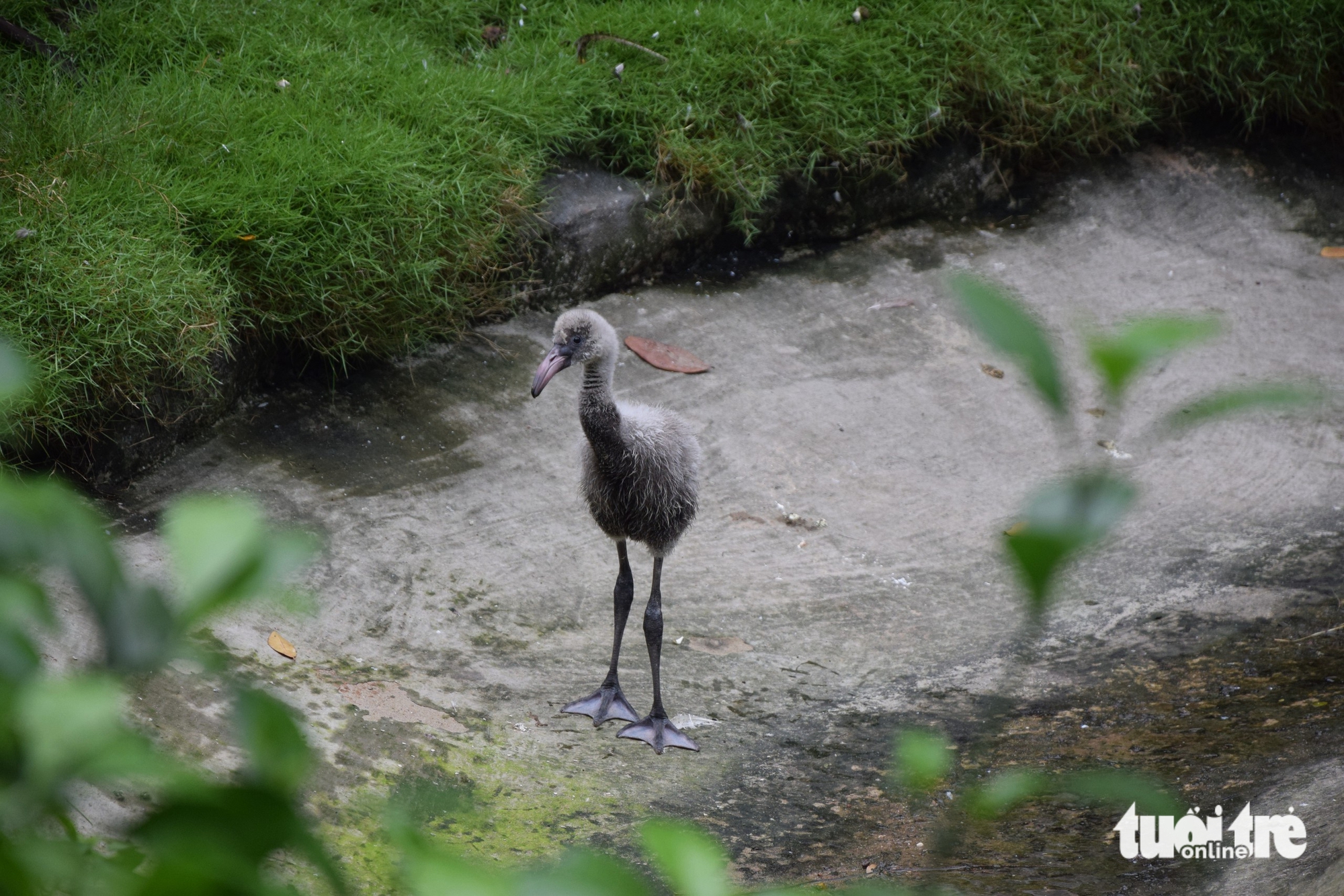 hồng hạc - Ảnh 1.
