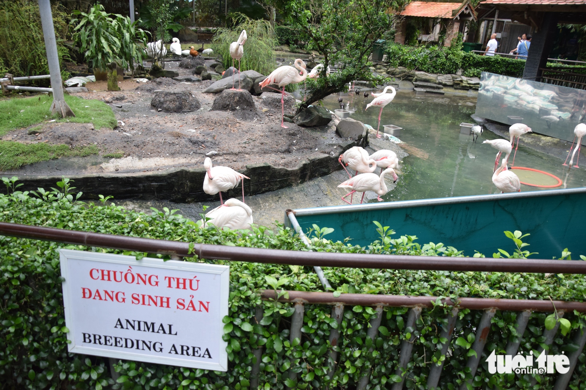 hồng hạc - Ảnh 5.