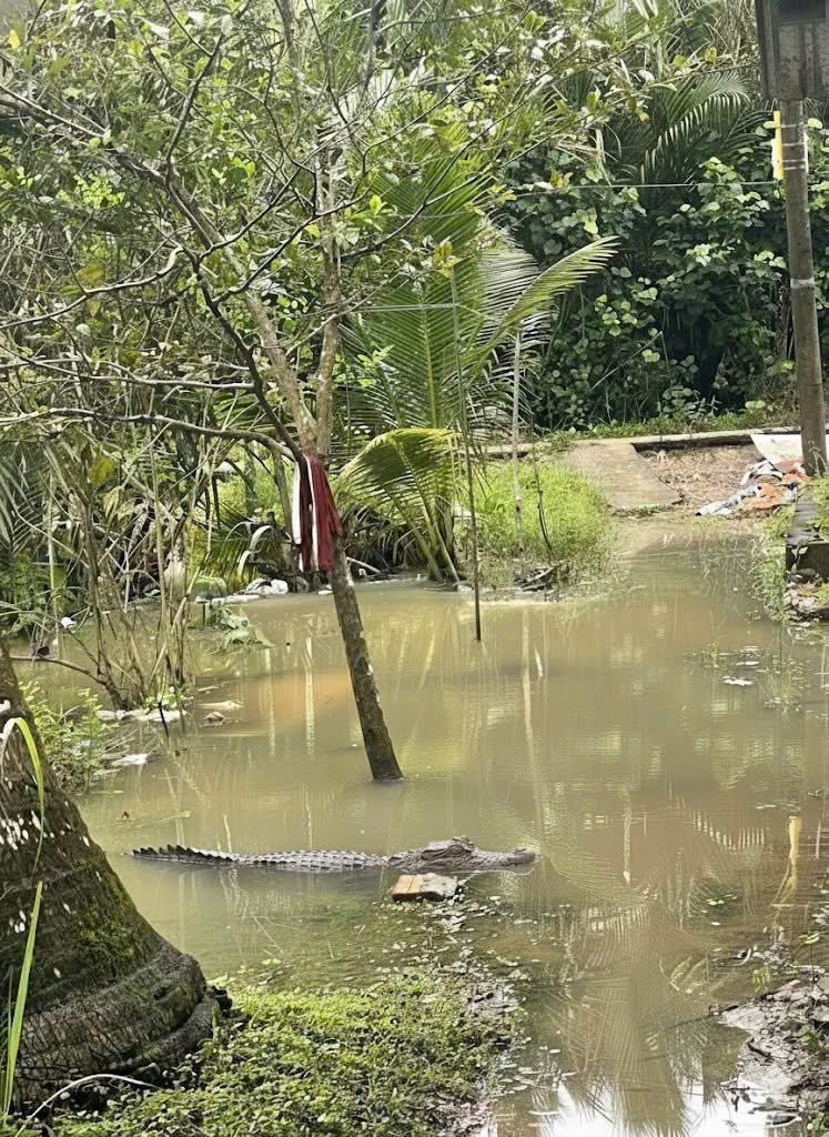 Người dân báo thấy cá sấu trong mương nước ở Cần Thơ - Ảnh 1.