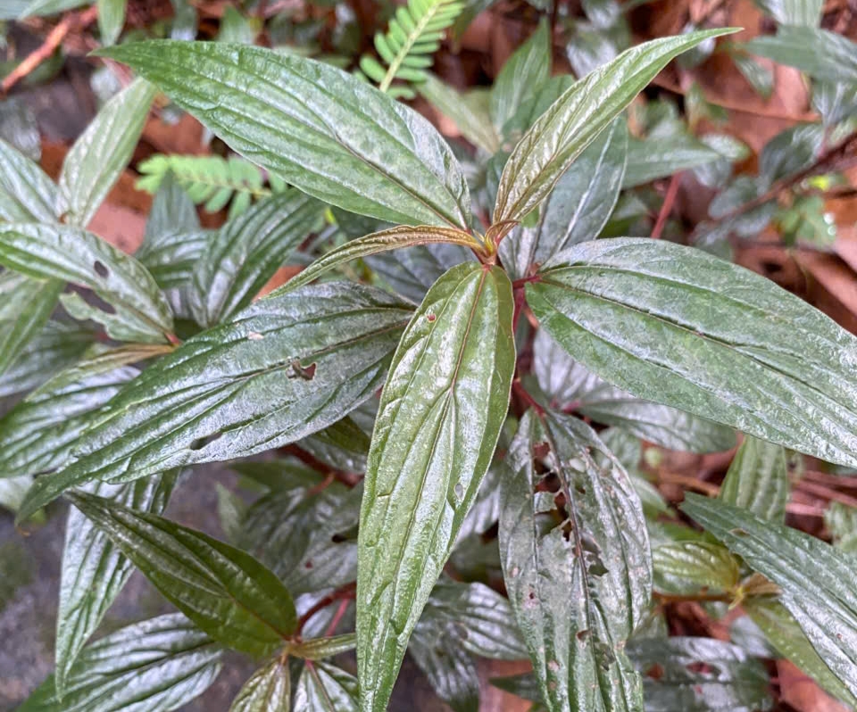 bệnh nhân - Ảnh 2.