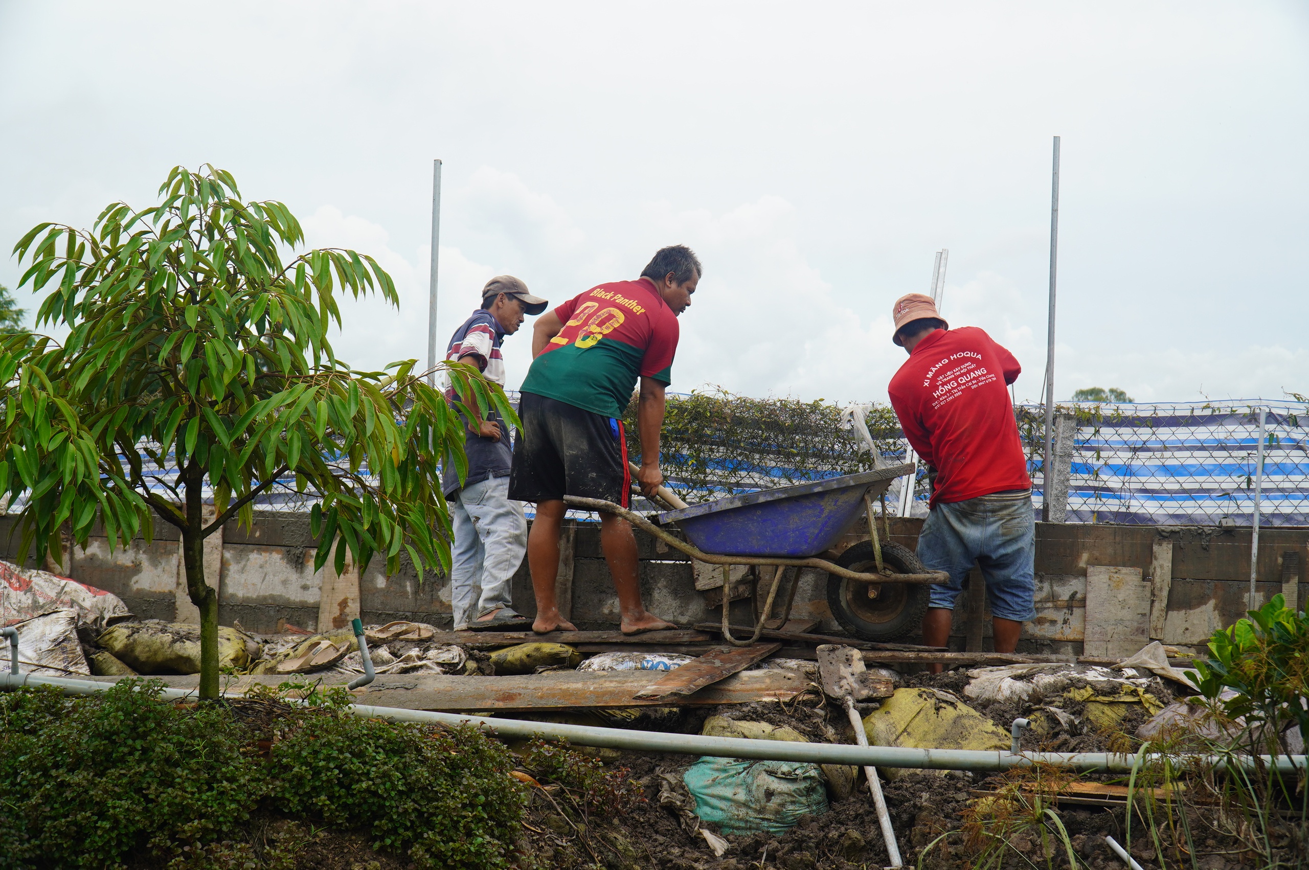 Nhà vườn trồng sầu riêng mất tiền tỉ xây tường ngăn thủy triều - Ảnh 3.