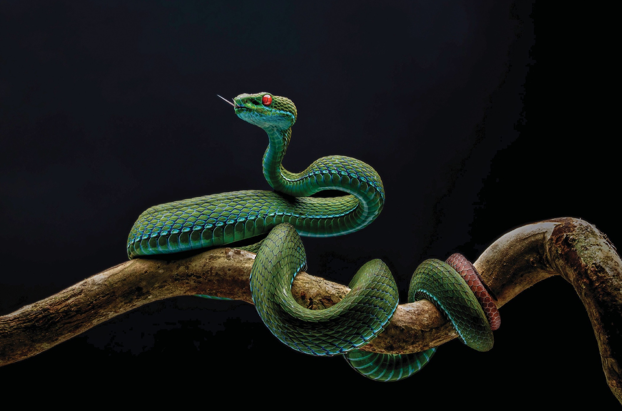 thiên nhiên hoang dã - Ảnh 1.