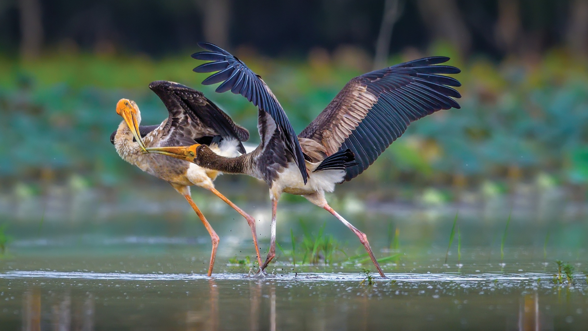 thiên nhiên hoang dã - Ảnh 4.