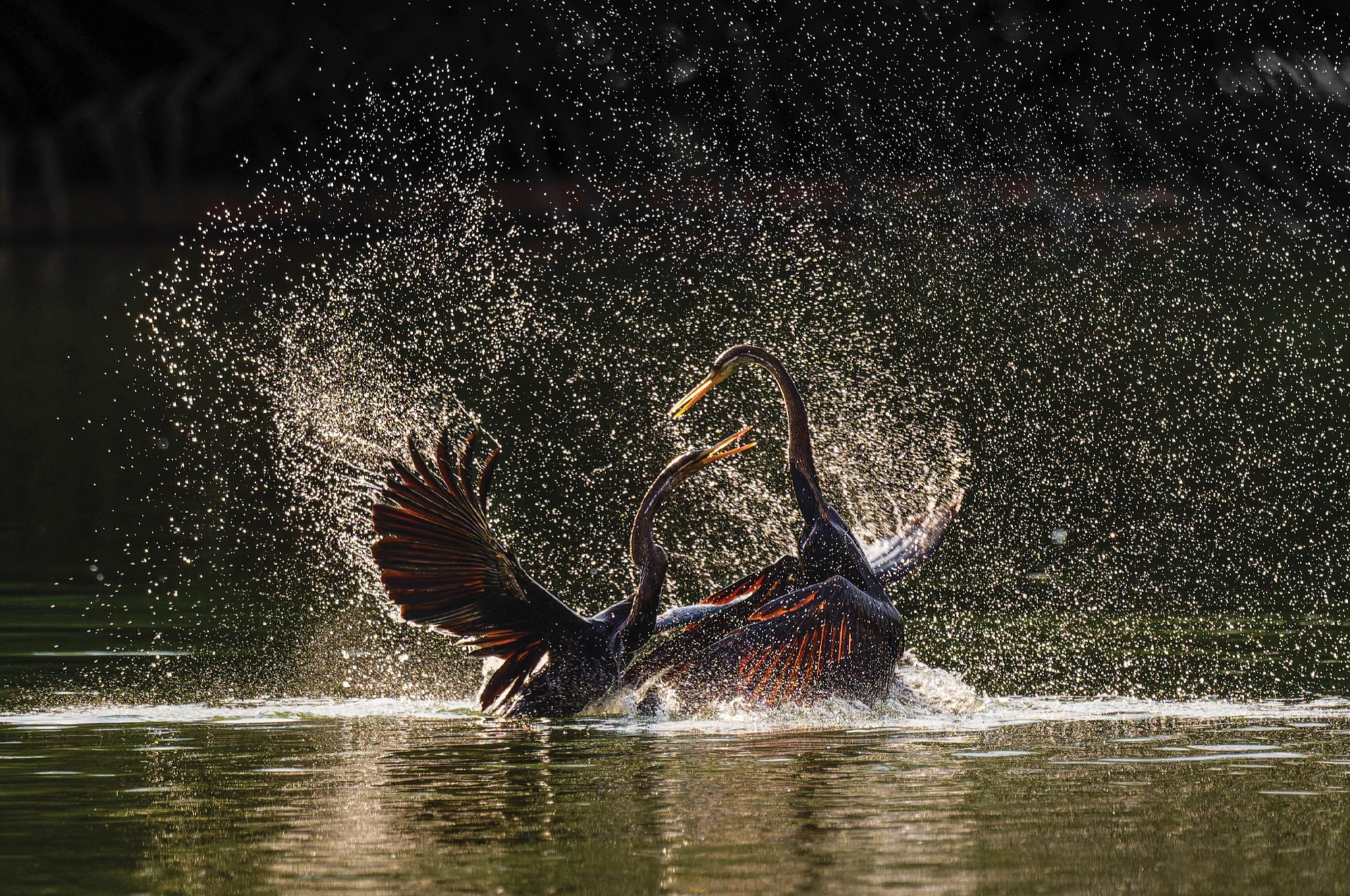 thiên nhiên hoang dã - Ảnh 7.