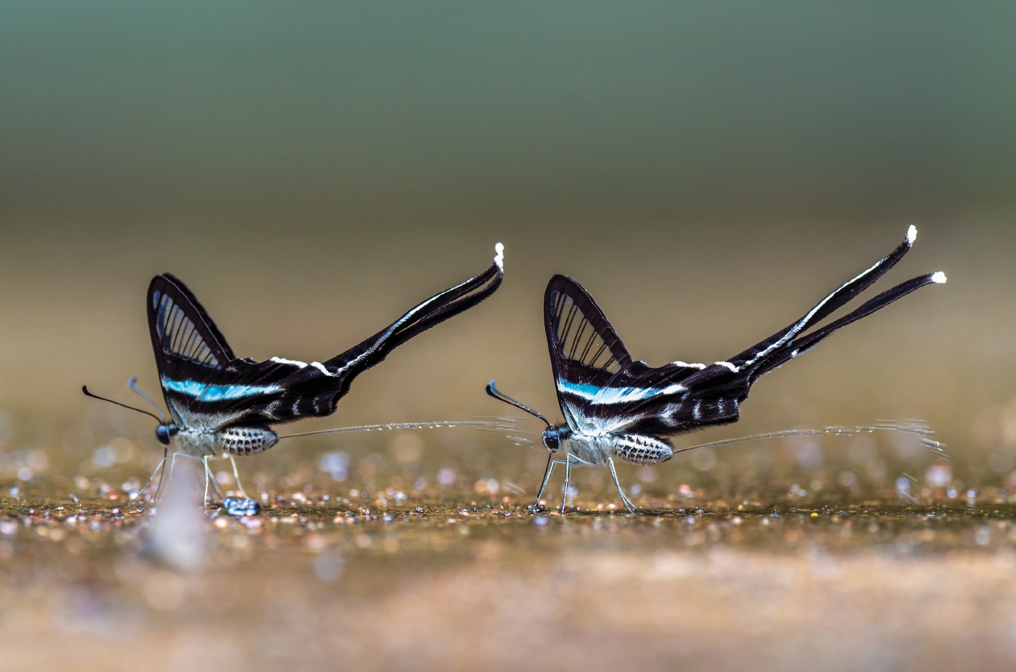 thiên nhiên hoang dã - Ảnh 13.