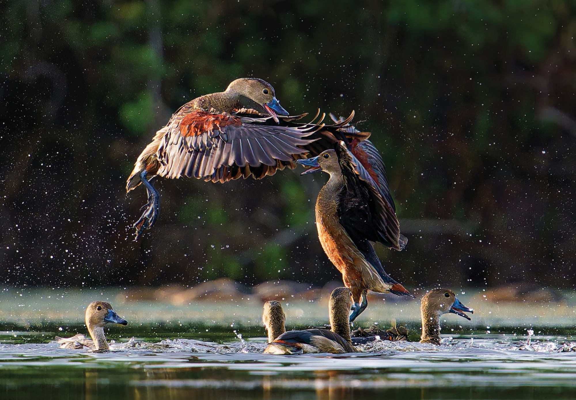 thiên nhiên hoang dã - Ảnh 11.