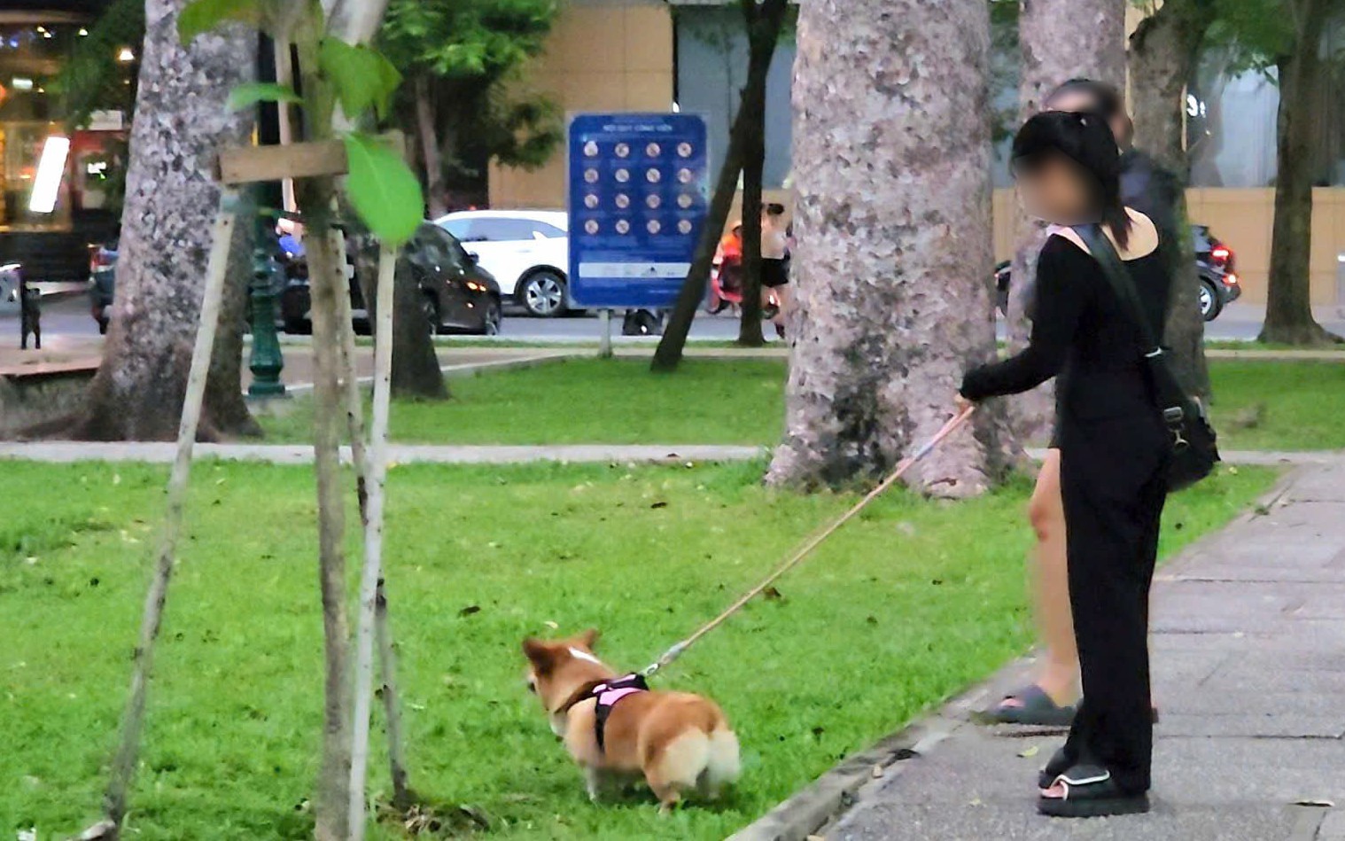 In Vietnam, higher fines for apartment pets fail to curb violations - Ảnh 2.