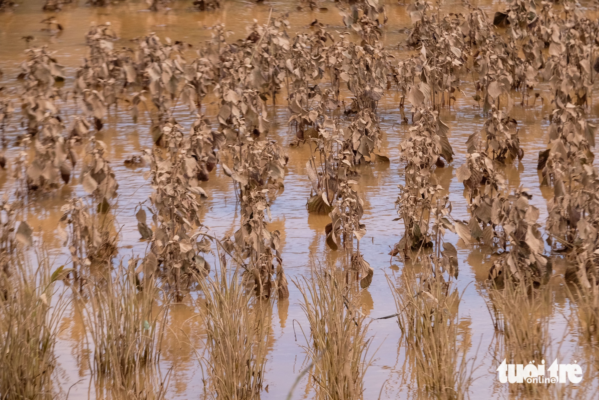 Xót xa hình ảnh vùng rau lớn nhất Lâm Đồng tan hoang sau lũ dữ - Ảnh 6.