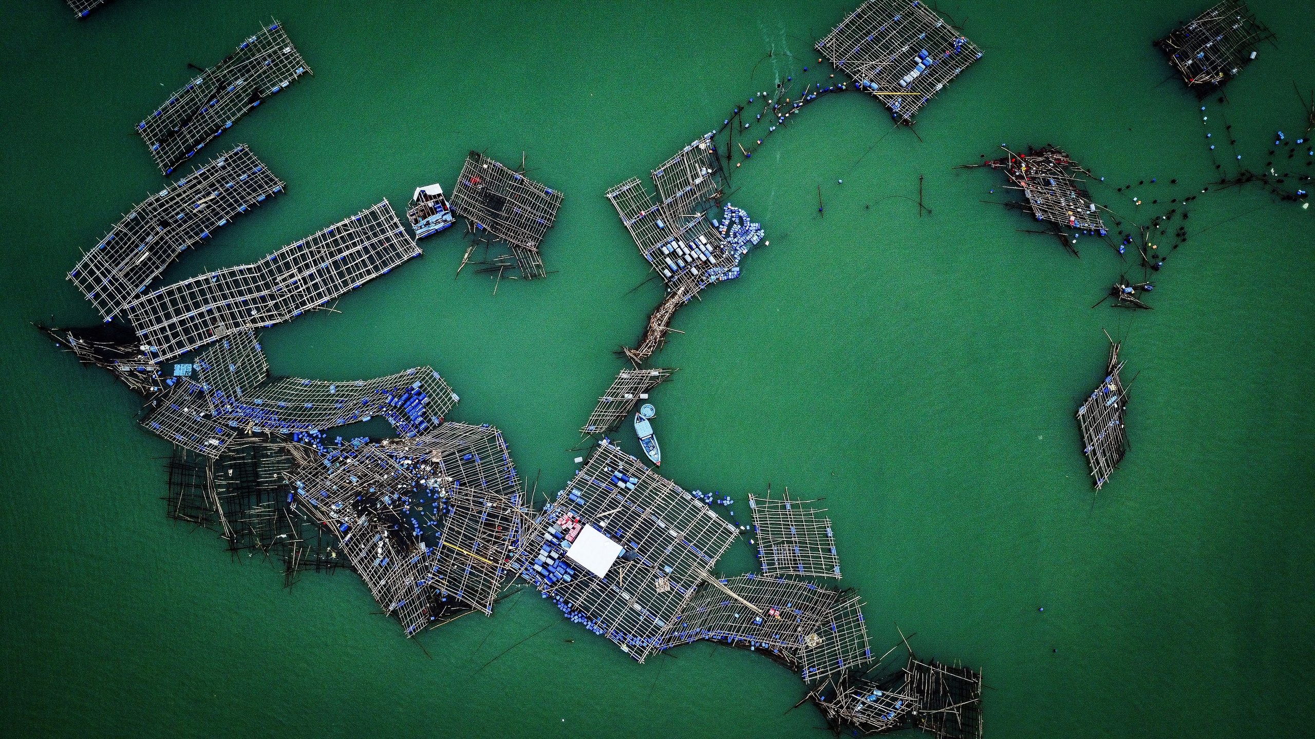 tôm hùm - Ảnh 3.