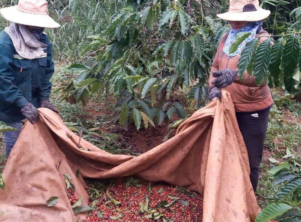 giá cà phê - Ảnh 1.