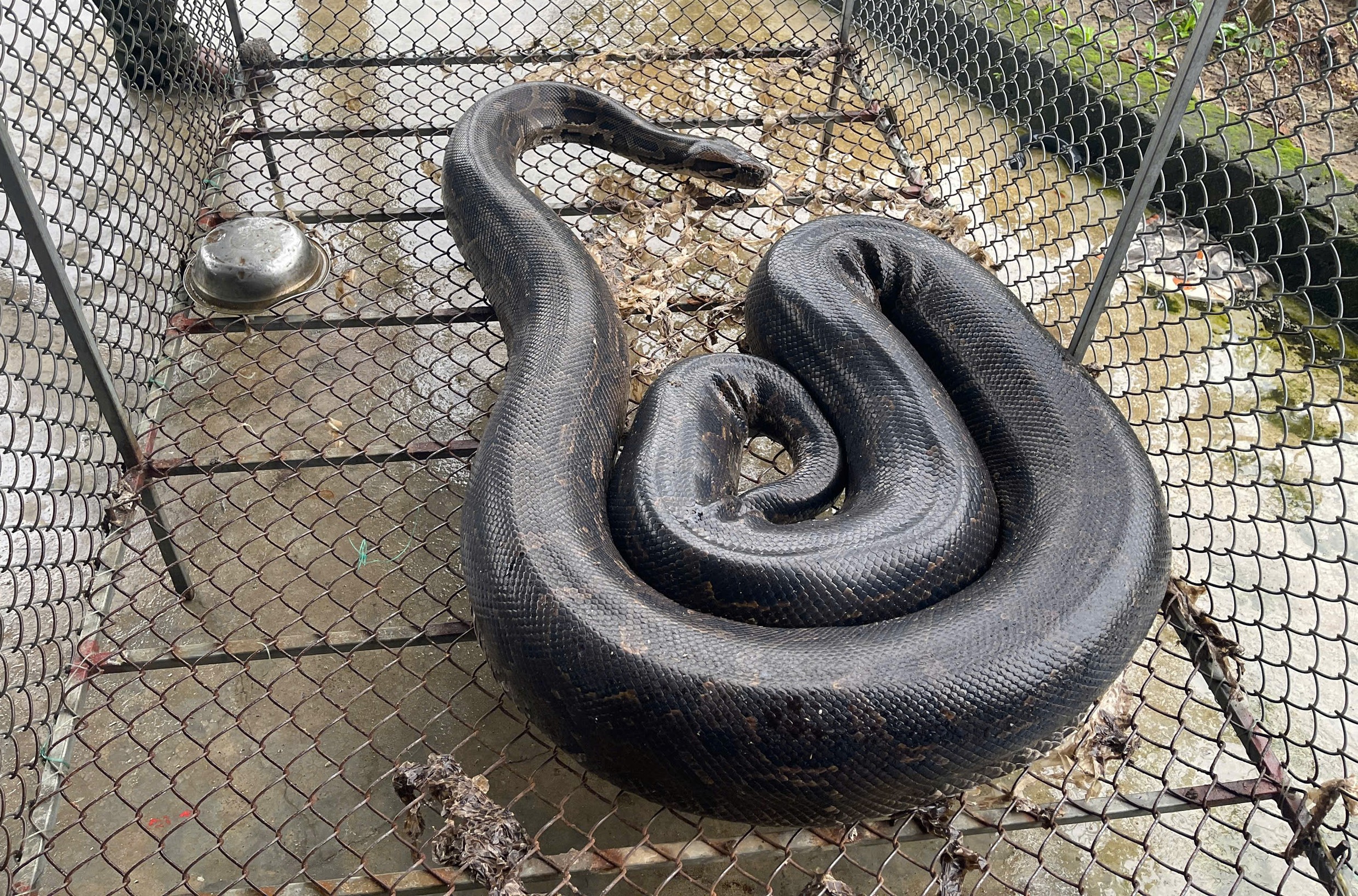 Three Pythons A 37kg python that strayed into a garden was captured by locals and ...