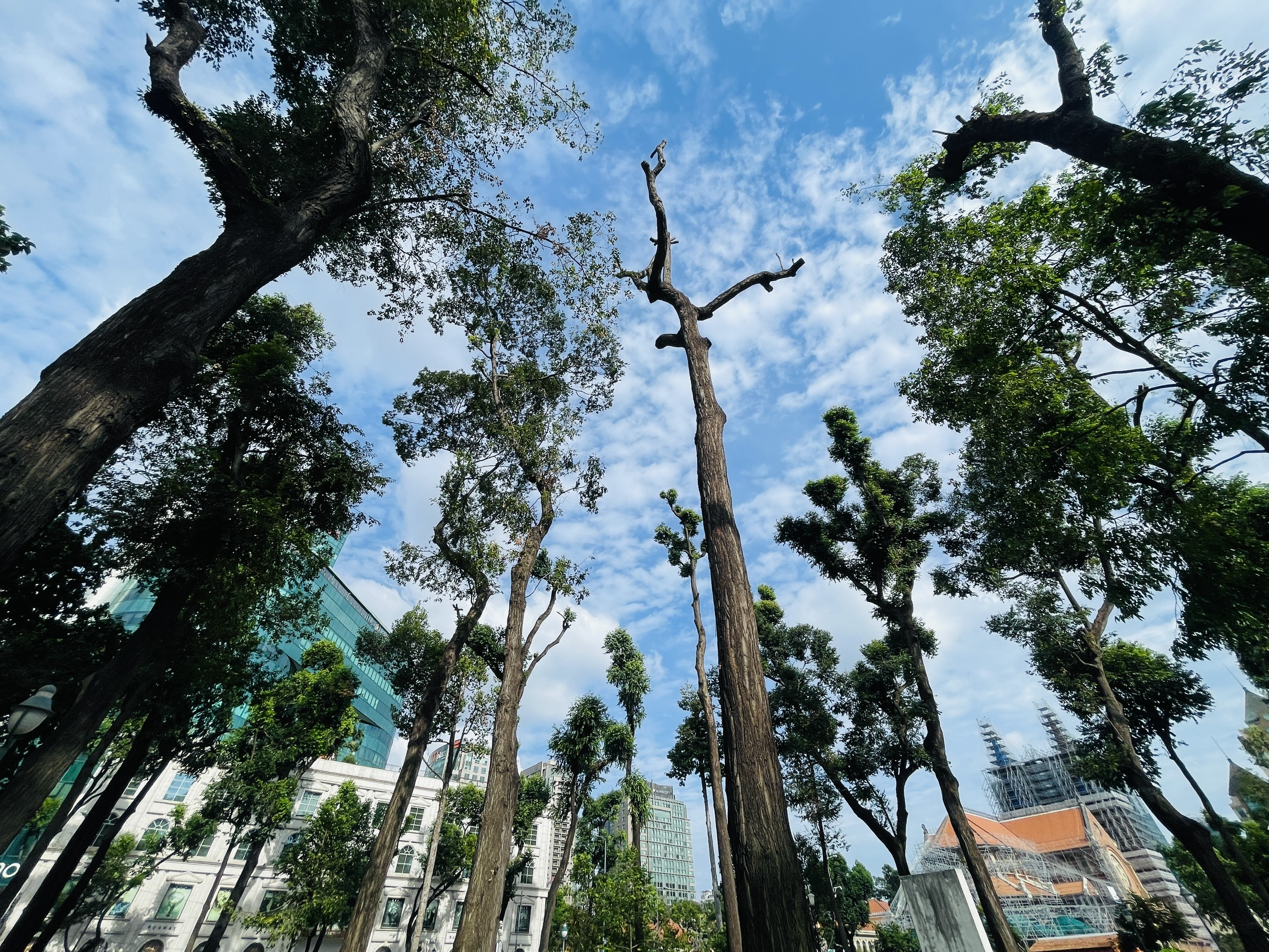 cây xanh - Ảnh 1.