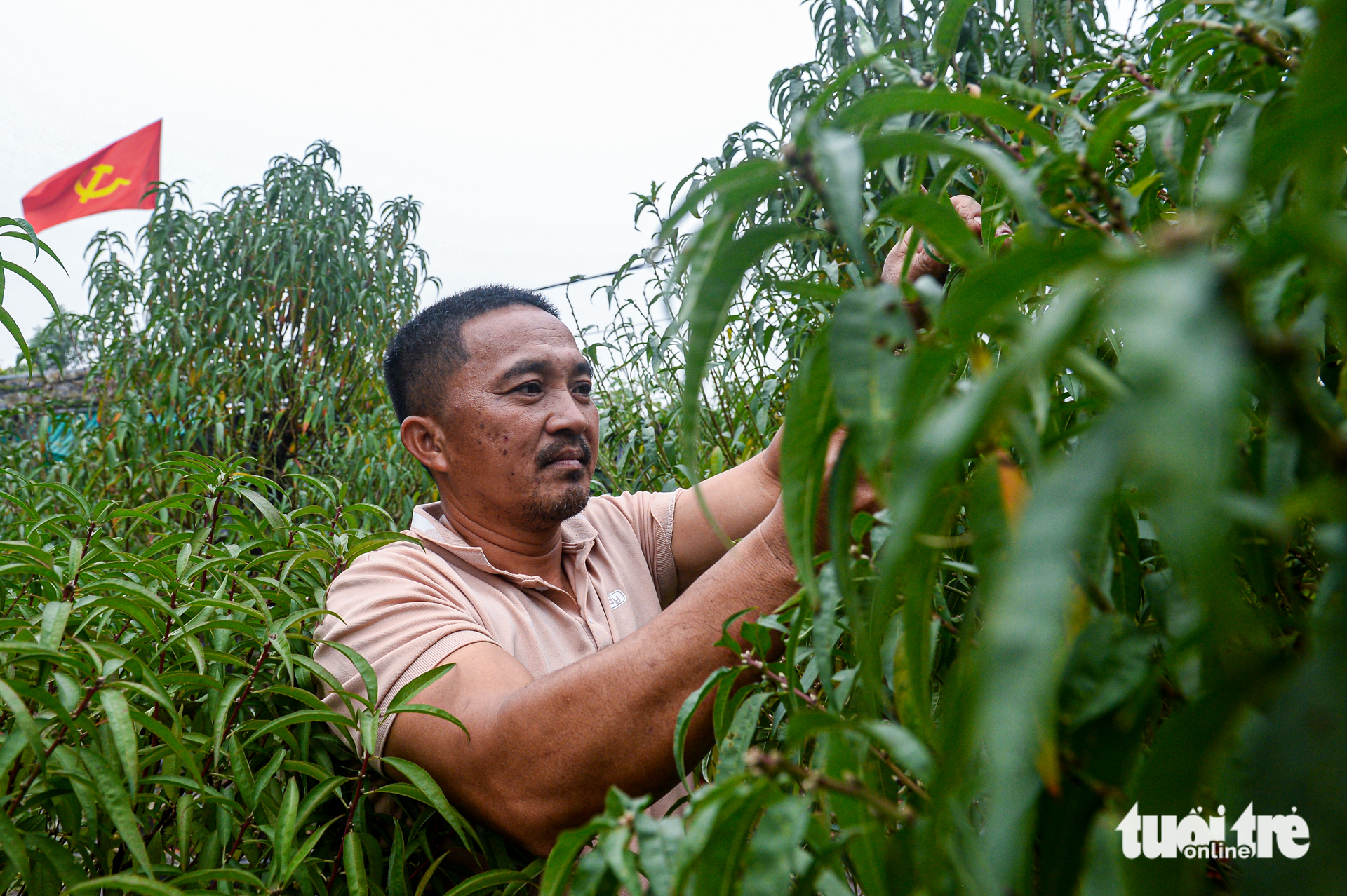Tuốt lá, tỉa thế đón xuân: Làng đào, làng quất Hà Nội 'tất bật' vào mùa - Ảnh 8. làng đào - Ảnh 8.