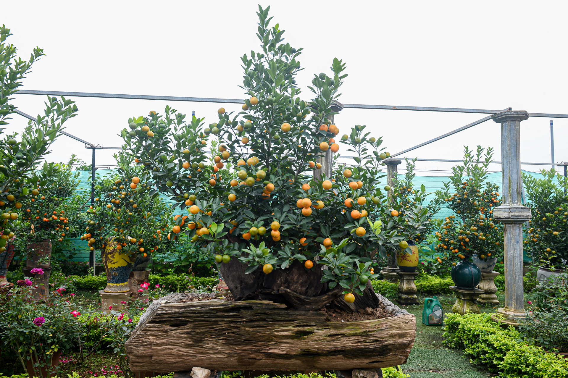 làng đào - Ảnh 11.