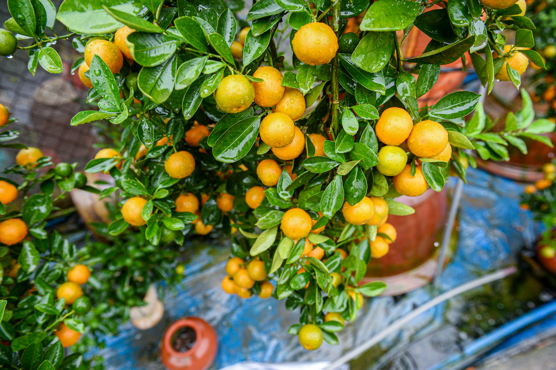 làng đào - Ảnh 12.