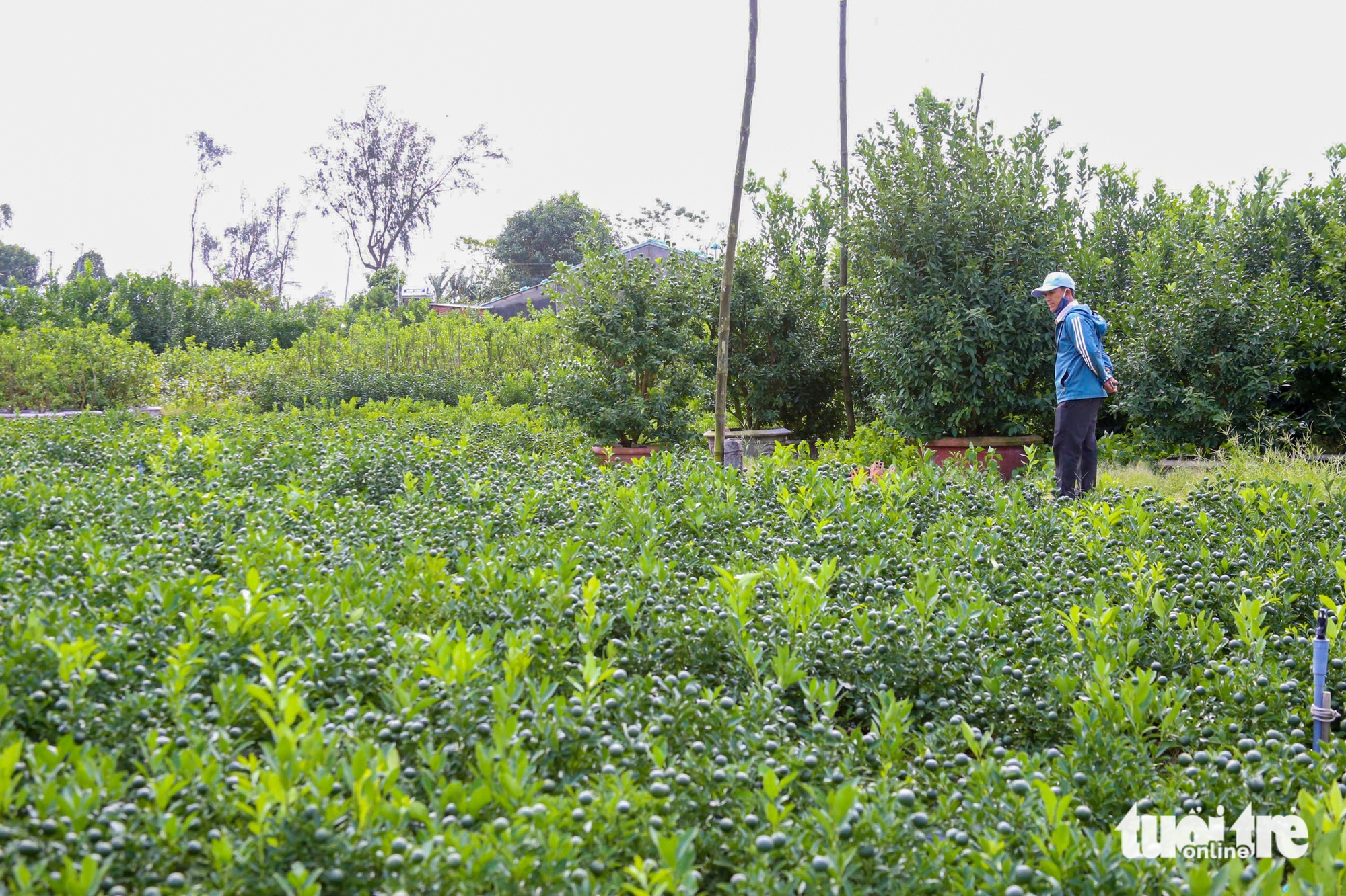 quất cảnh - Ảnh 3.