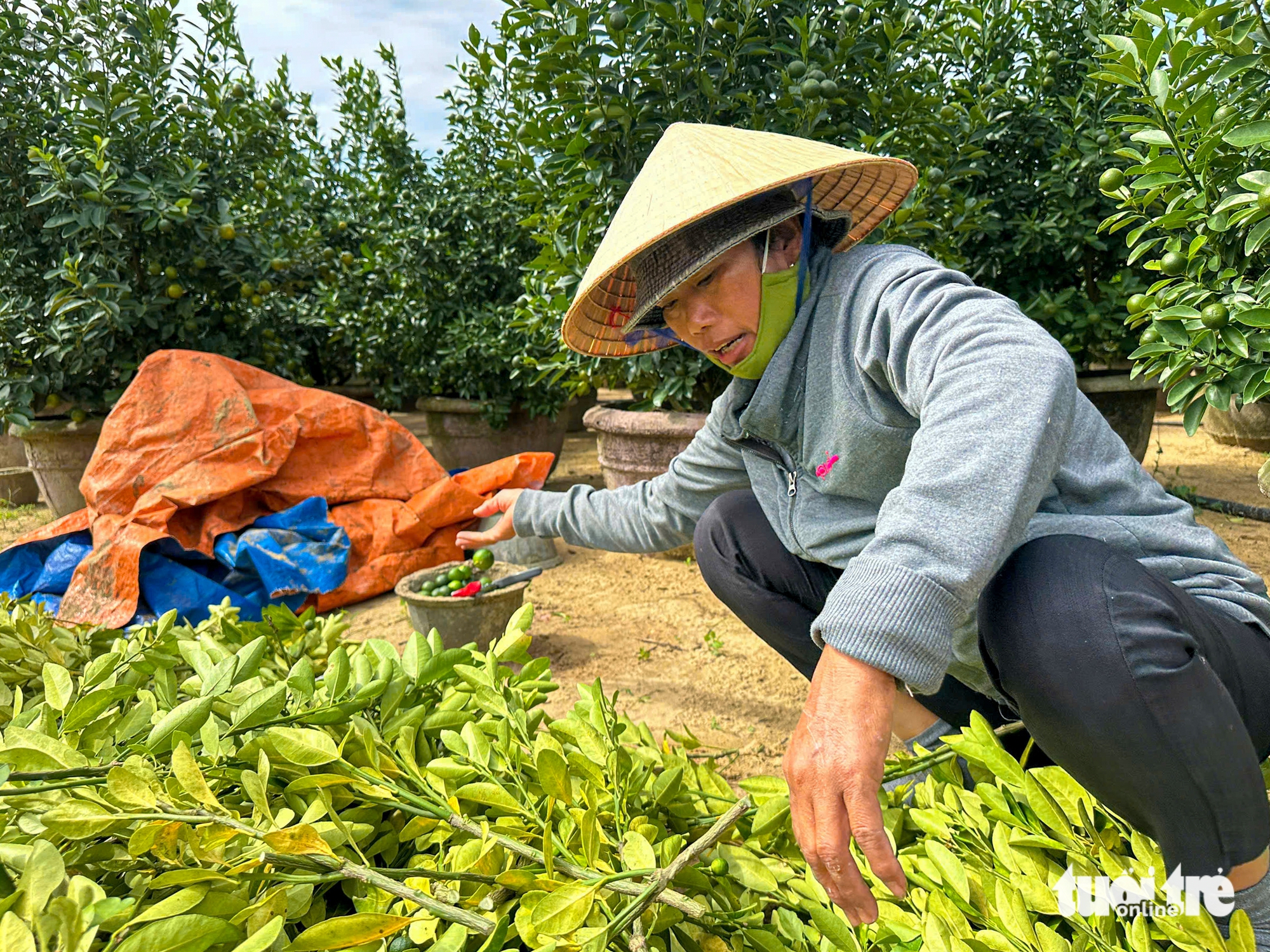 Thủ phủ quất cảnh miền Trung chật vật vụ Tết - Ảnh 5.