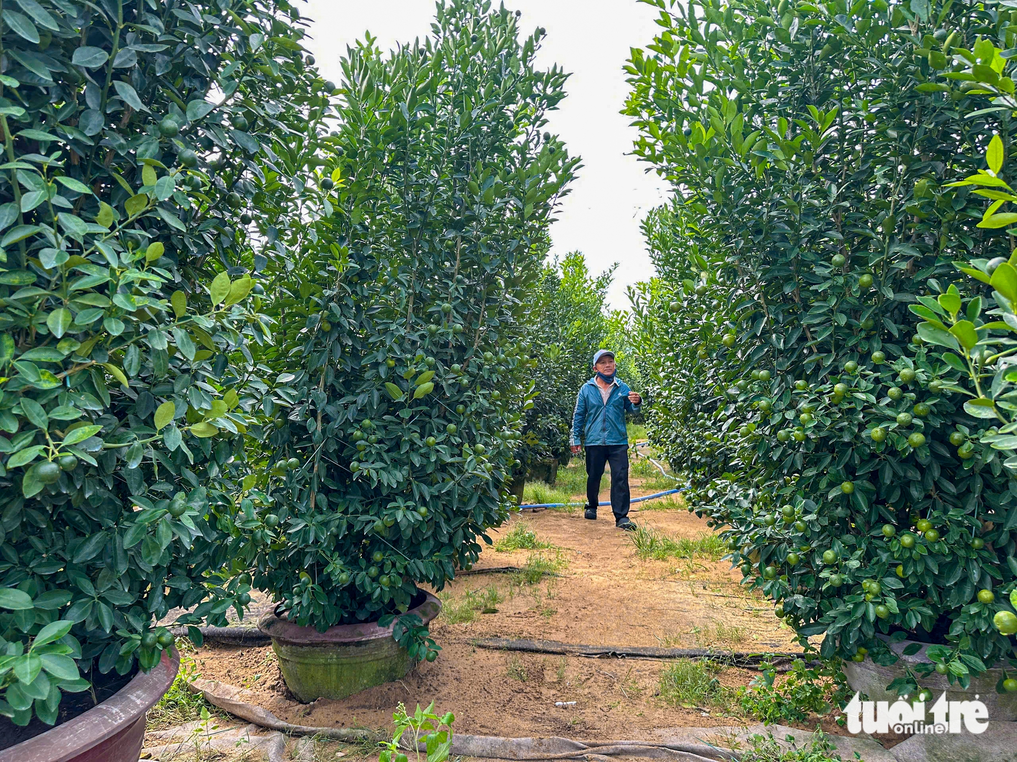 Thủ phủ quất cảnh miền Trung chật vật vụ Tết - Ảnh 6.