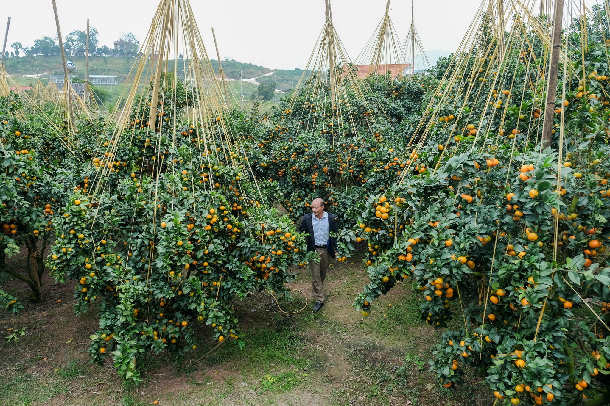 bắc ninh - Ảnh 3.