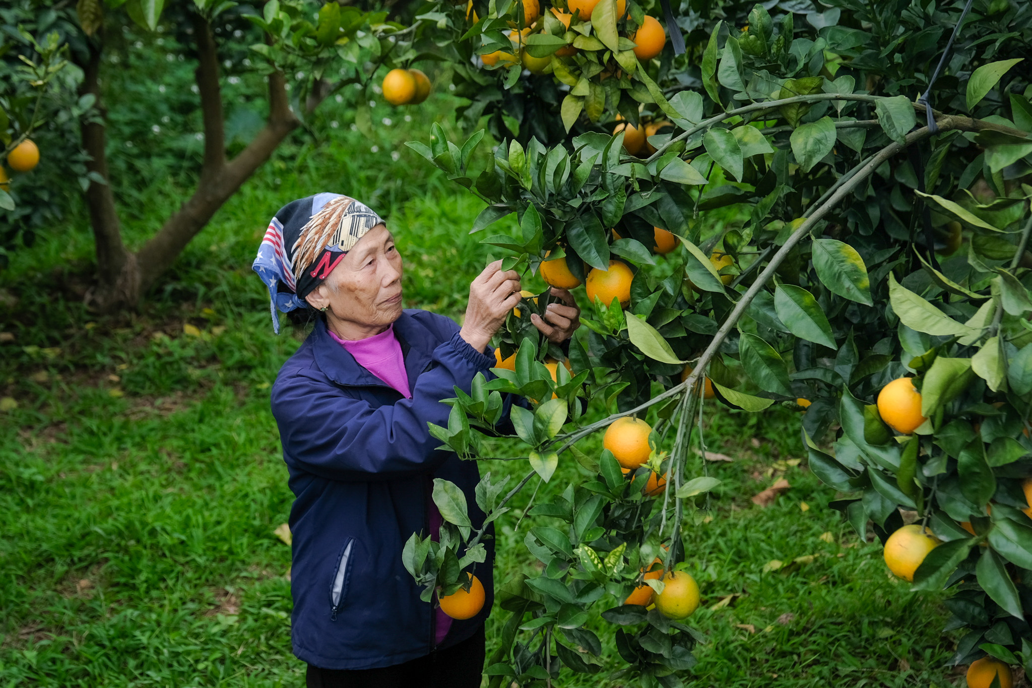 Từ vùng vải thiều, nông dân Bắc Ninh 'quay xe' trồng cam, bưởi VietGAP thu tiền tỉ - Ảnh 3.