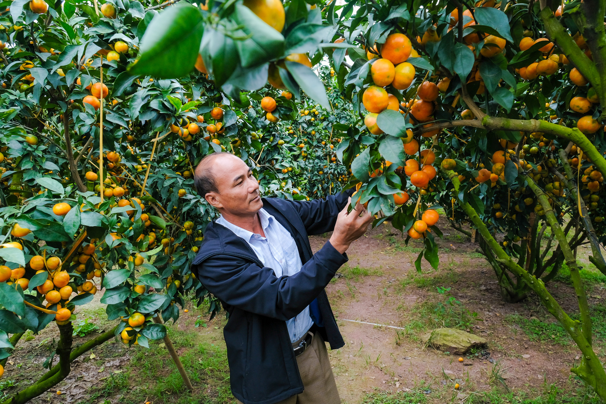 Từ vùng vải thiều, nông dân Bắc Ninh 'quay xe' trồng cam, bưởi VietGAP thu tiền tỉ - Ảnh 1.