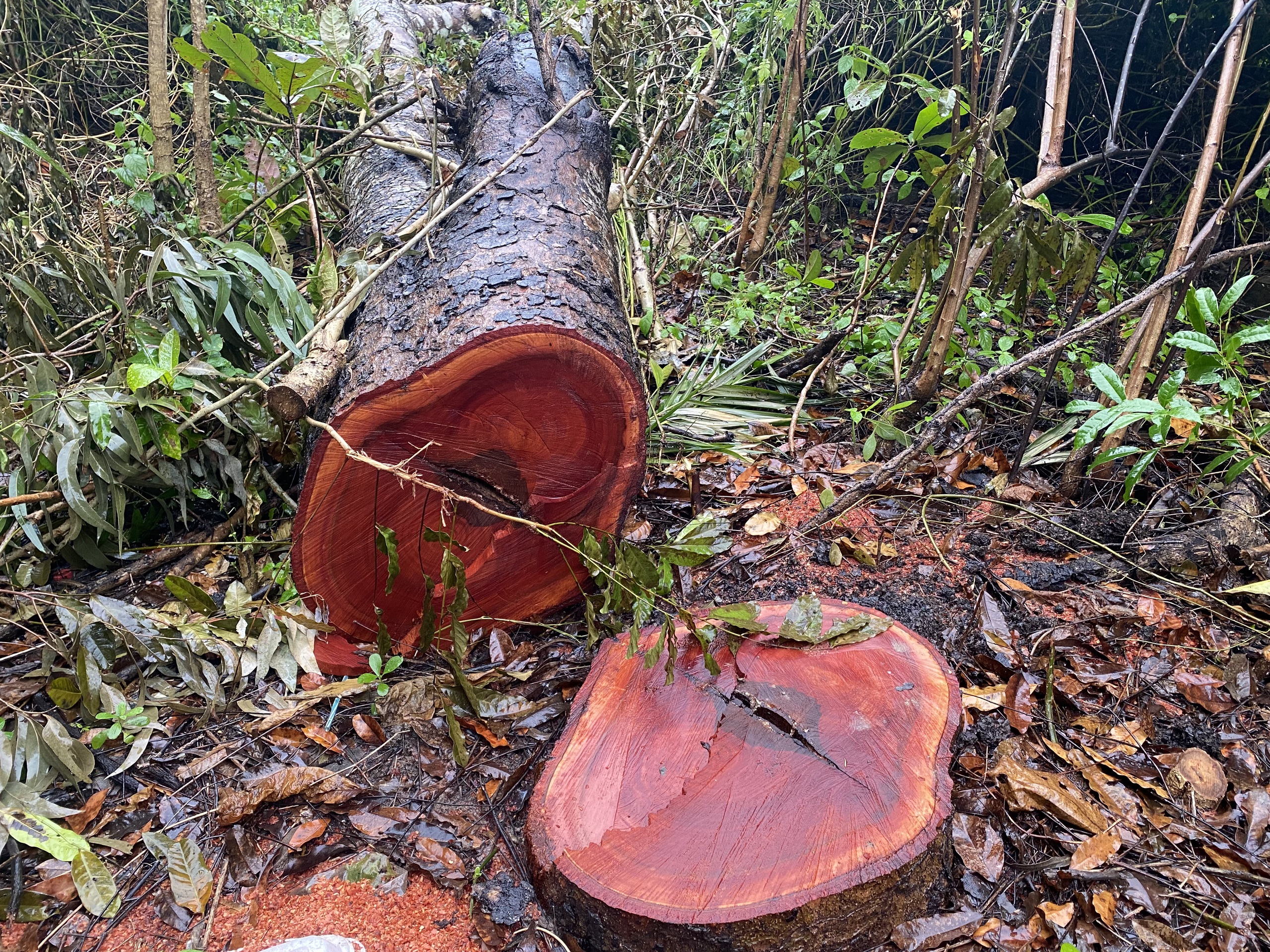 CÂY XÀ CỪ - Ảnh 1.