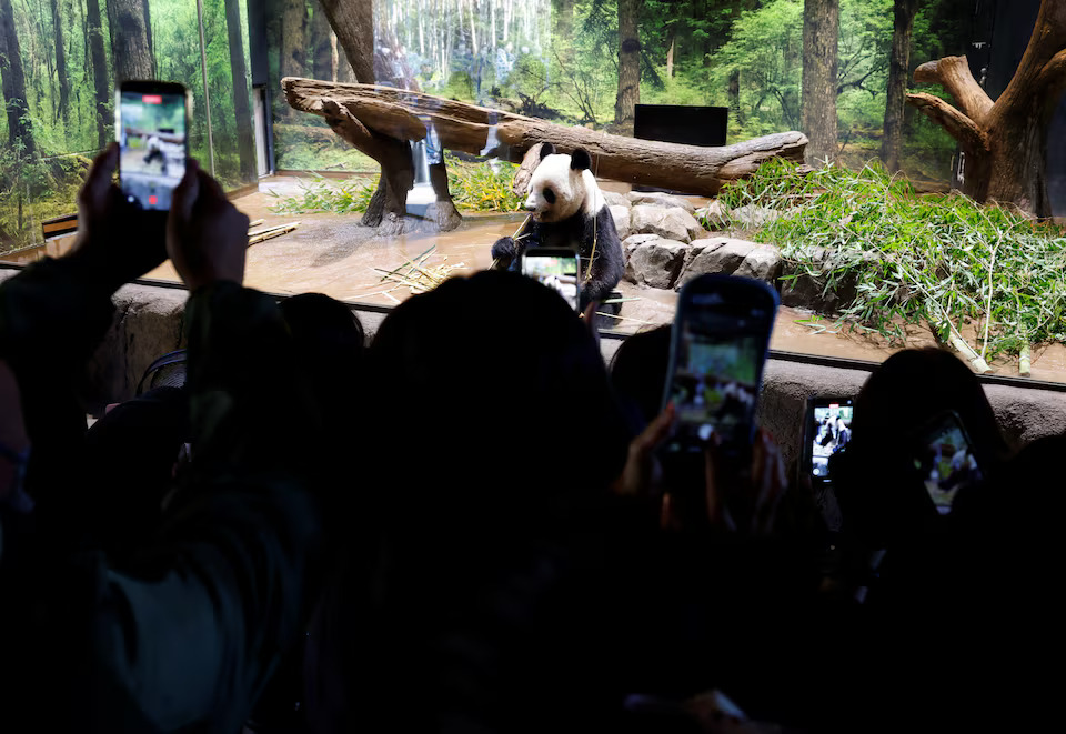 Japan's last 2 giant pandas are headed to China and fans just can't bear it- Ảnh 4. Japan's last 2 giant pandas are headed to China and fans just can't bear it- Ảnh 4.
