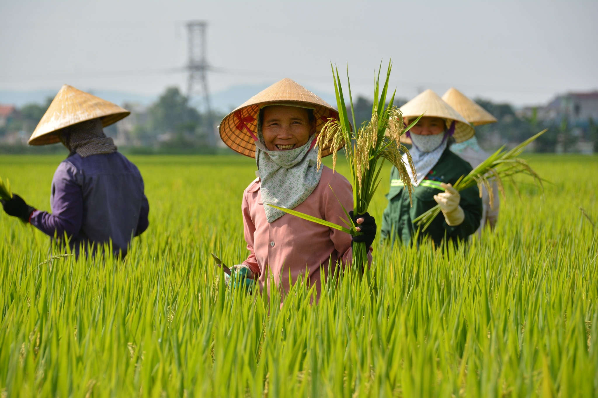 Vị thế nông nghiệp Việt Nam trong bối cảnh hội nhập 1 nông nghiệp - Ảnh 1.