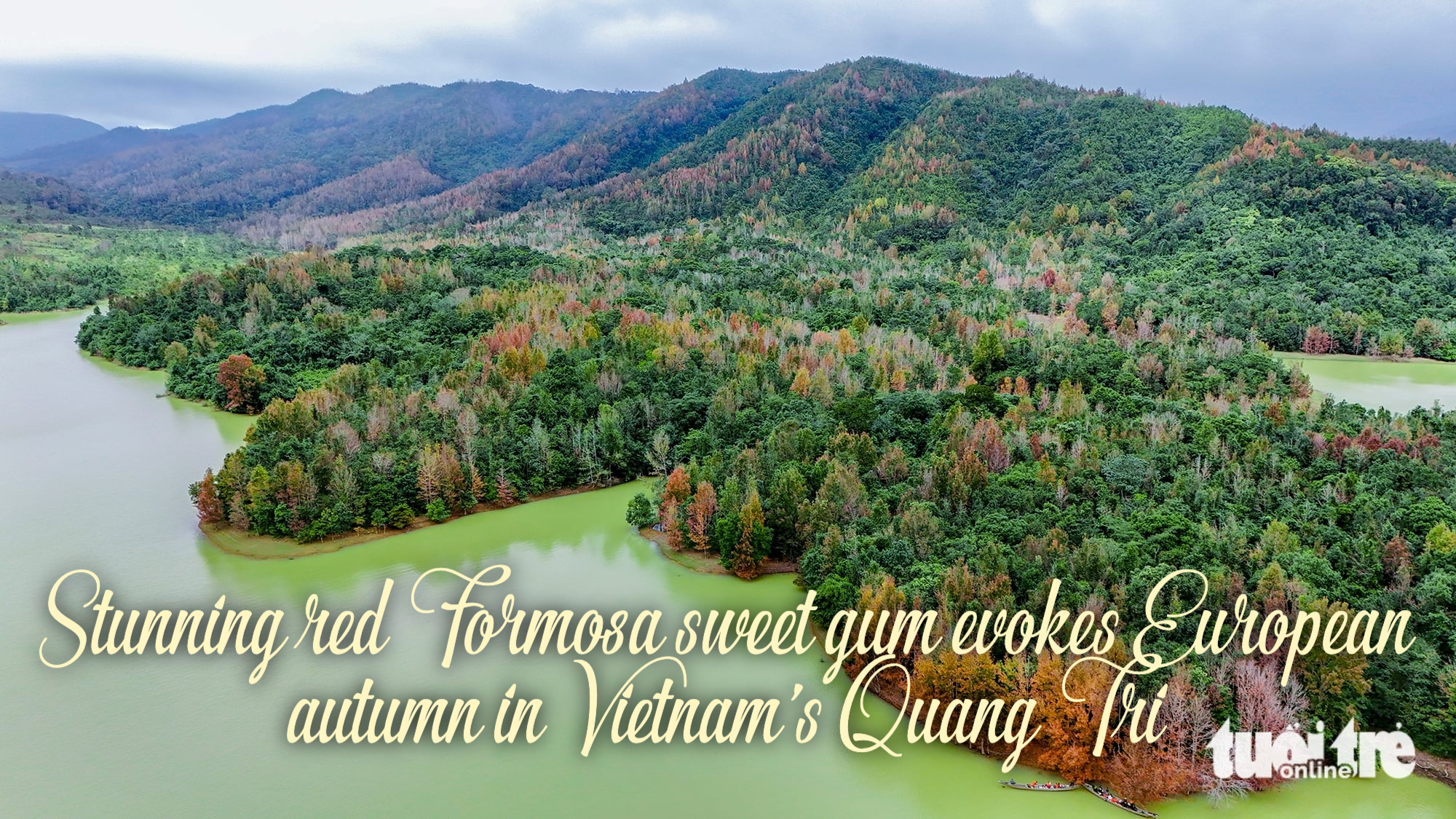 Stunning red Formosa sweet gum evokes European autumn in Vietnam’s Quang Tri