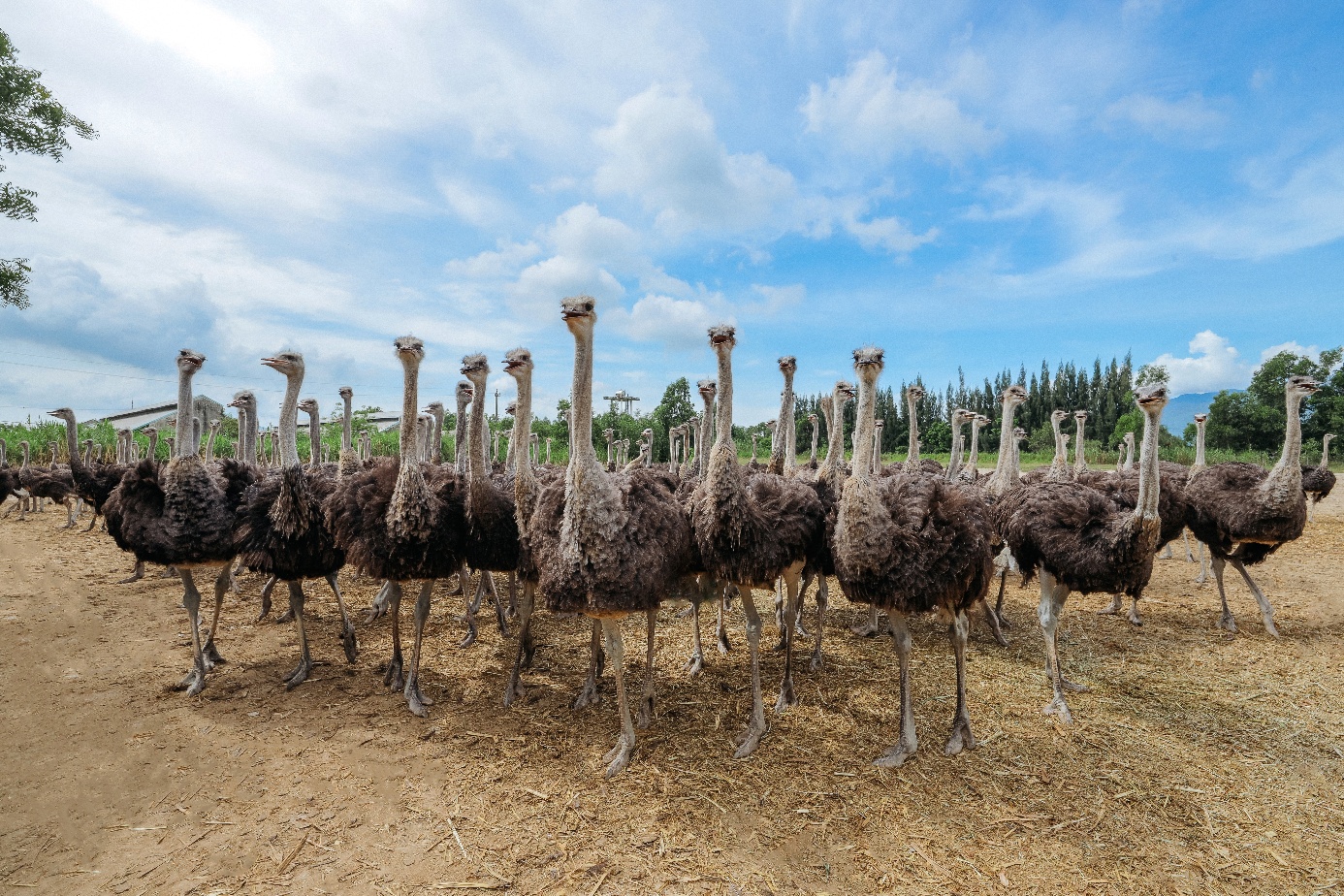 thịt đà điểu VietOstrich - Ảnh 1.