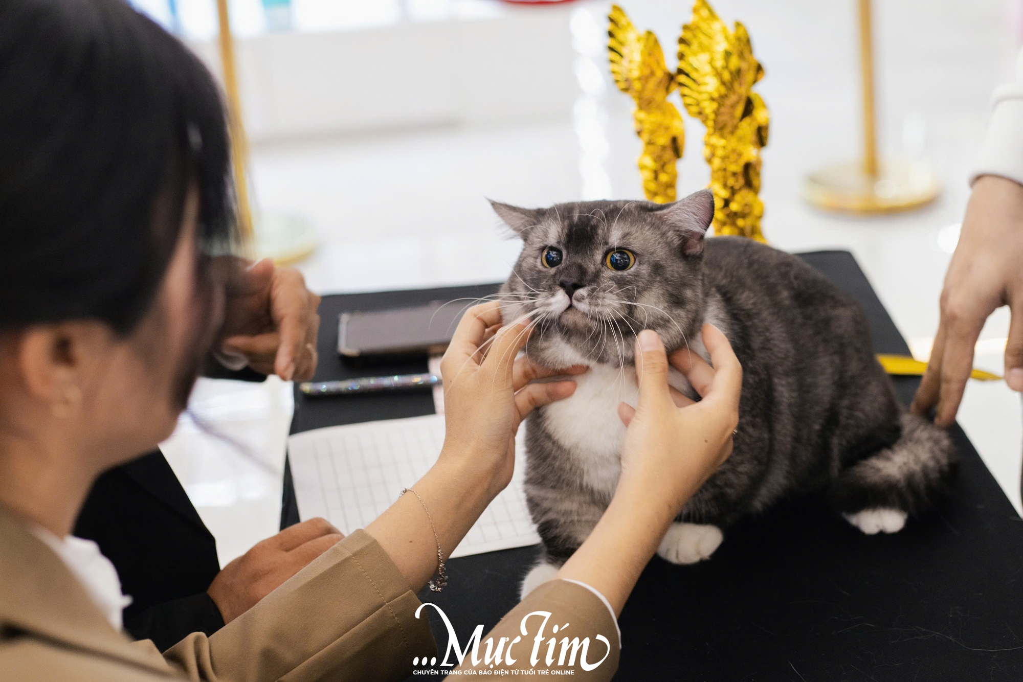 Mèo ta, mèo Tây cùng khoe sắc tại Lễ hội Giáng sinh thú cưng 2025 - Ảnh 9.