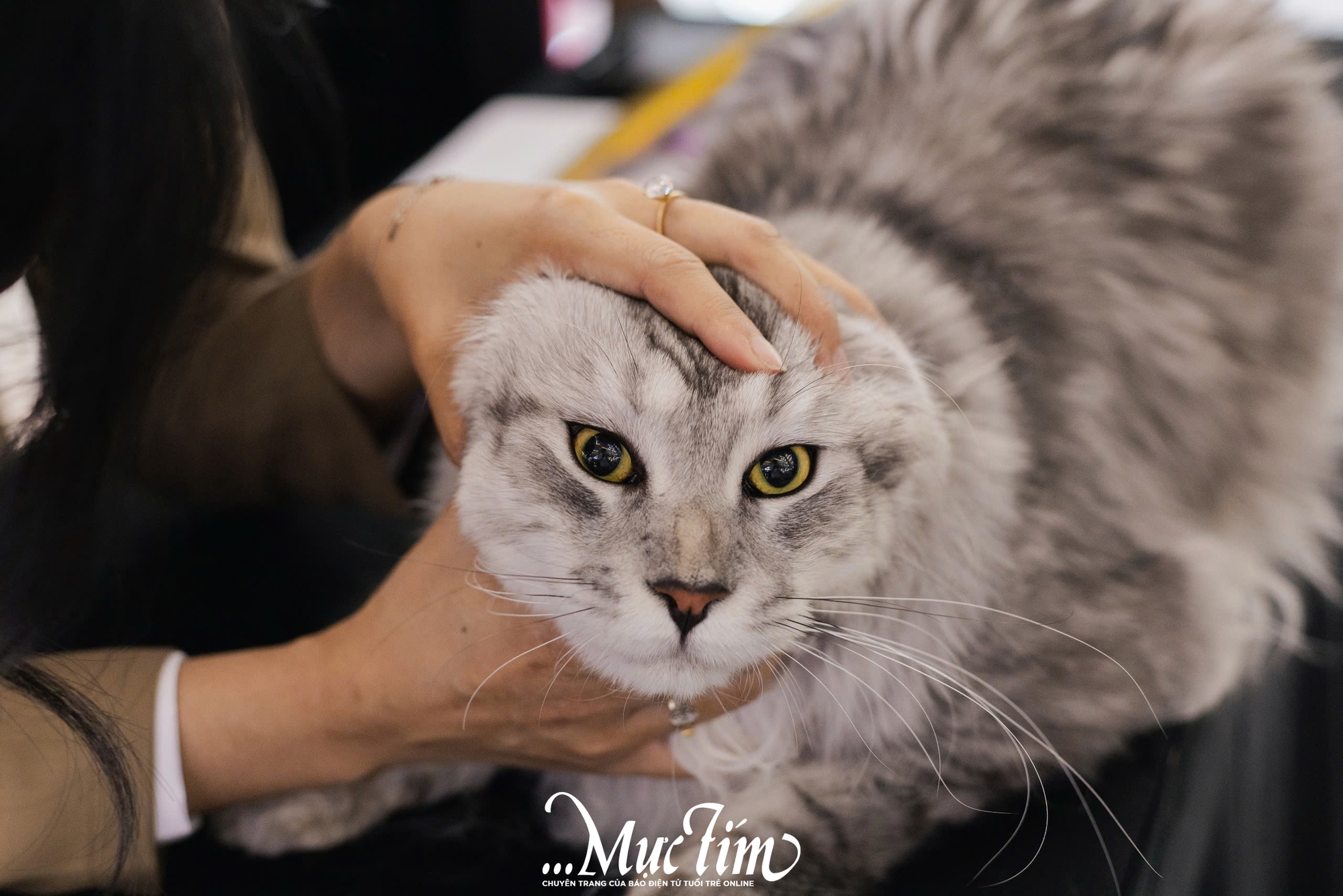 Mèo ta, mèo Tây cùng khoe sắc tại Lễ hội Giáng sinh thú cưng 2025 - Ảnh 11.