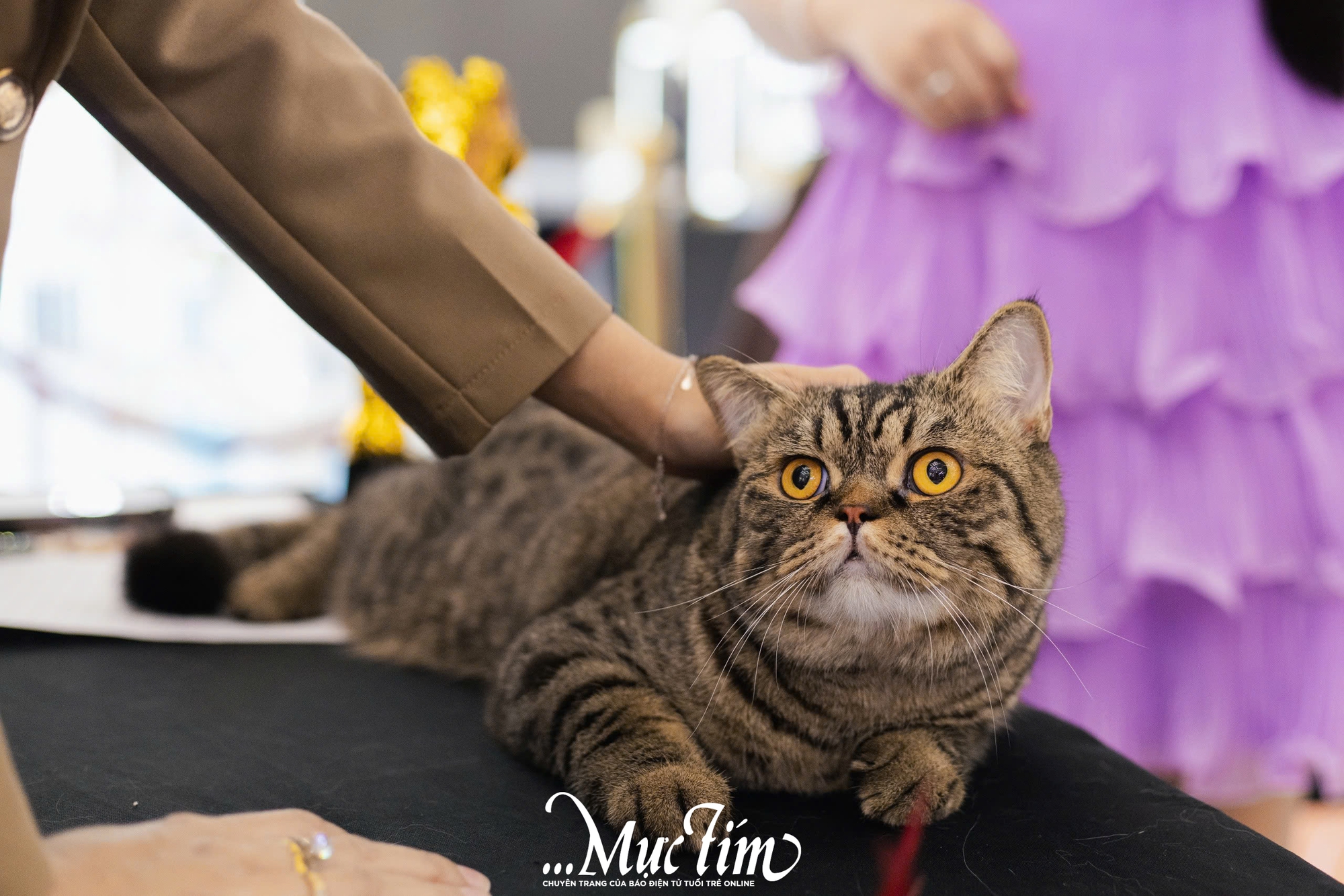 Mèo ta, mèo Tây cùng khoe sắc tại Lễ hội Giáng sinh thú cưng 2025 - Ảnh 12.