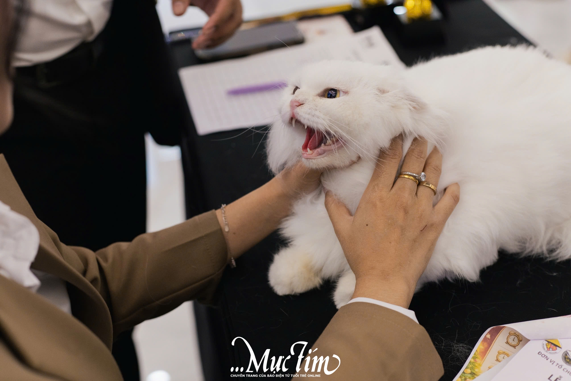 Mèo ta, mèo Tây cùng khoe sắc tại Lễ hội Giáng sinh thú cưng 2025 - Ảnh 13.