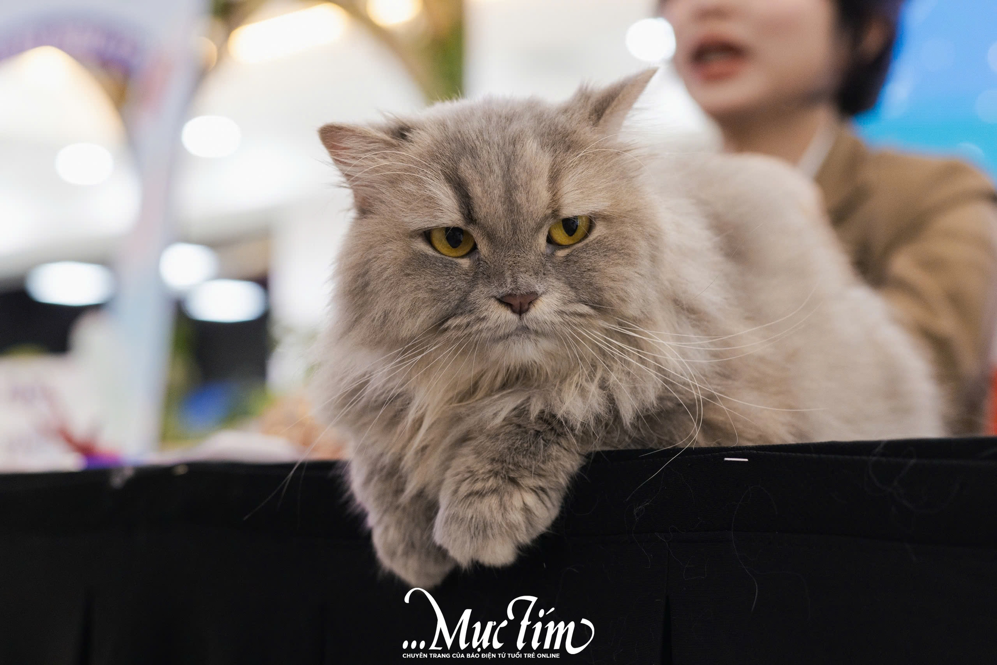 Mèo ta, mèo Tây cùng khoe sắc tại Lễ hội Giáng sinh thú cưng 2025 - Ảnh 14.