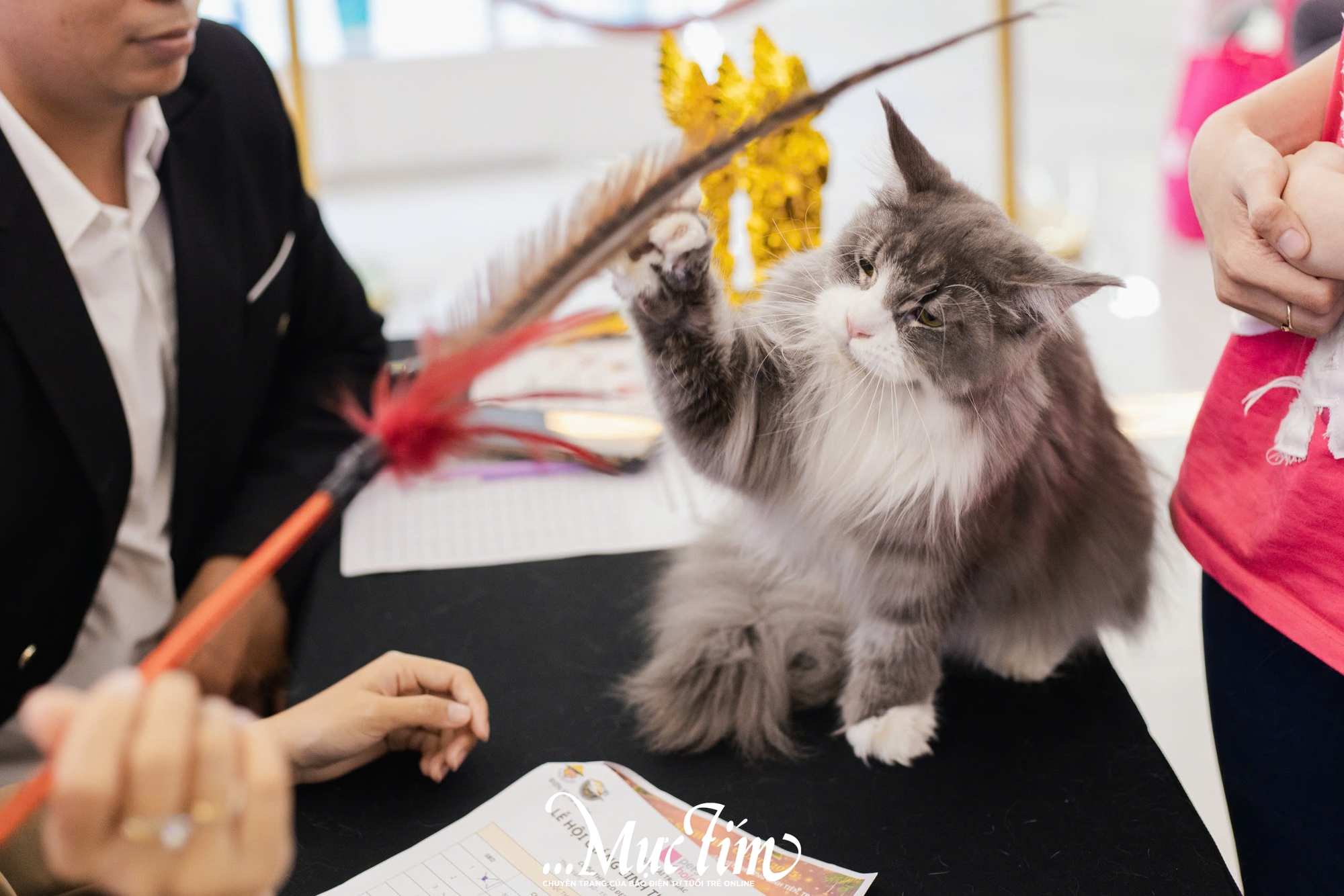 Mèo ta, mèo Tây cùng khoe sắc tại Lễ hội Giáng sinh thú cưng 2025 - Ảnh 15.