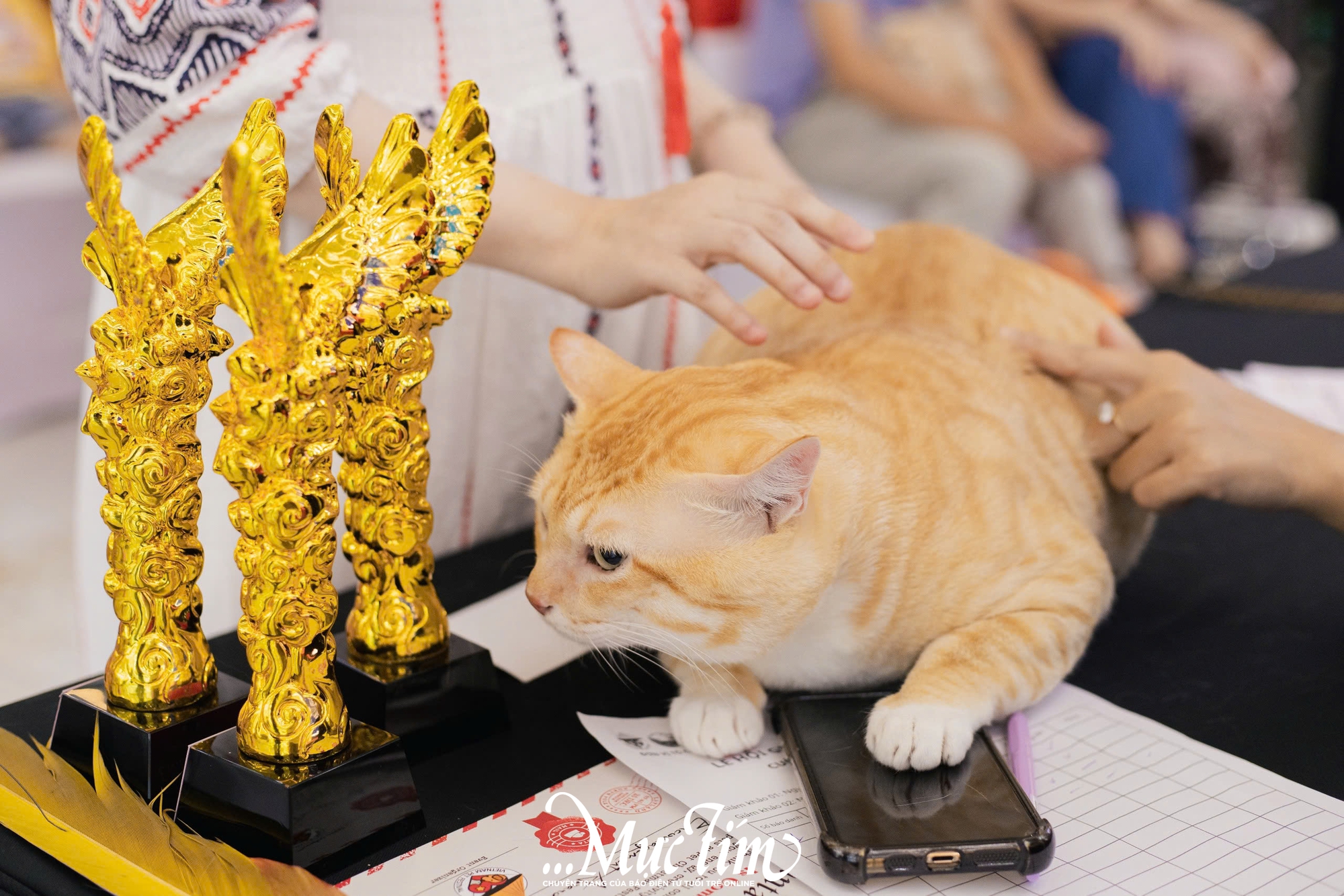 Mèo ta, mèo Tây cùng khoe sắc tại Lễ hội Giáng sinh thú cưng 2025 - Ảnh 18.