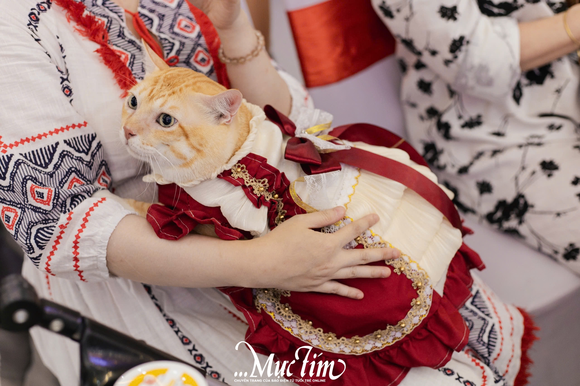 Mèo ta, mèo Tây cùng khoe sắc tại Lễ hội Giáng sinh thú cưng 2025 - Ảnh 19.