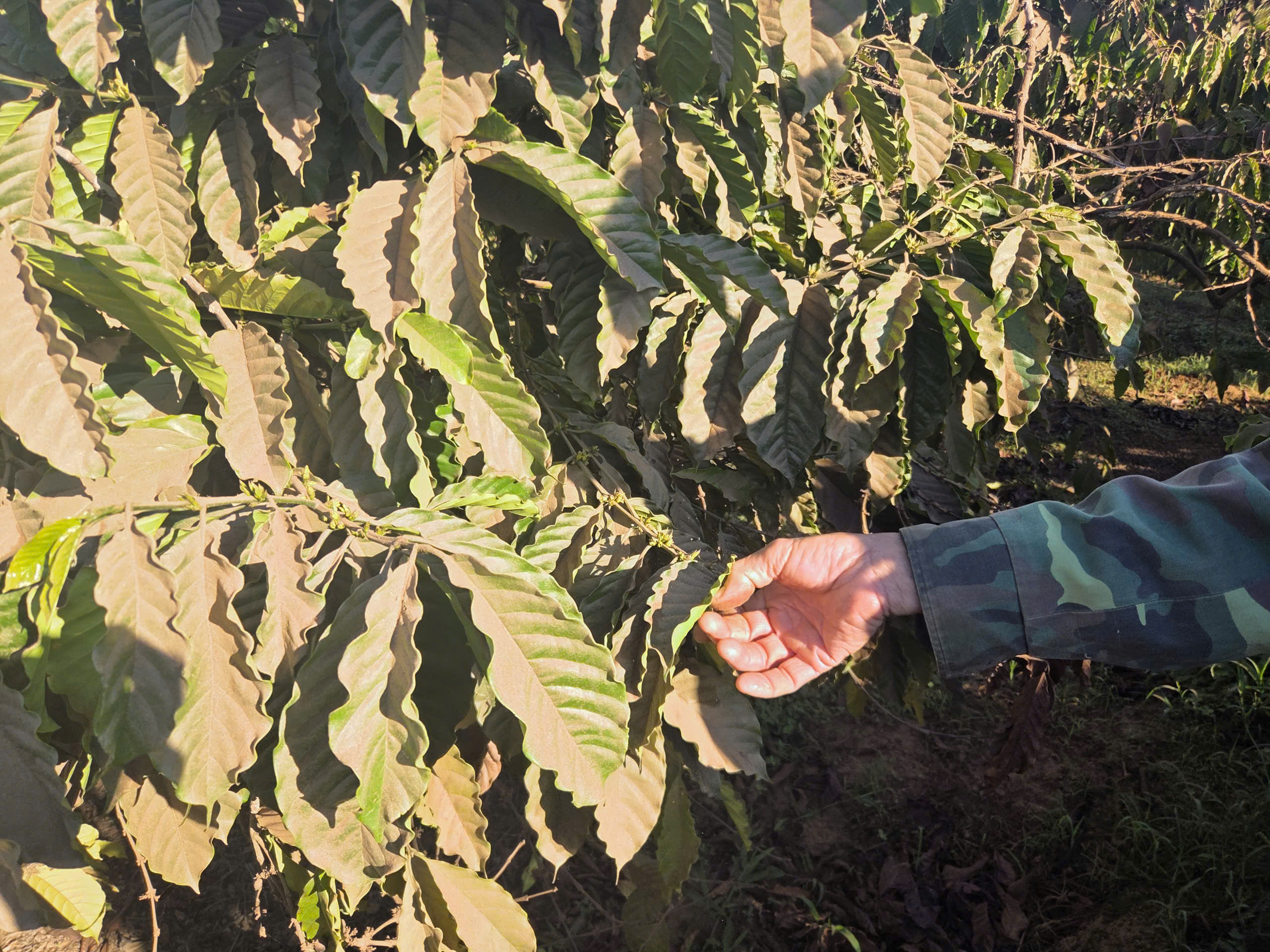 cà phê - Ảnh 5.