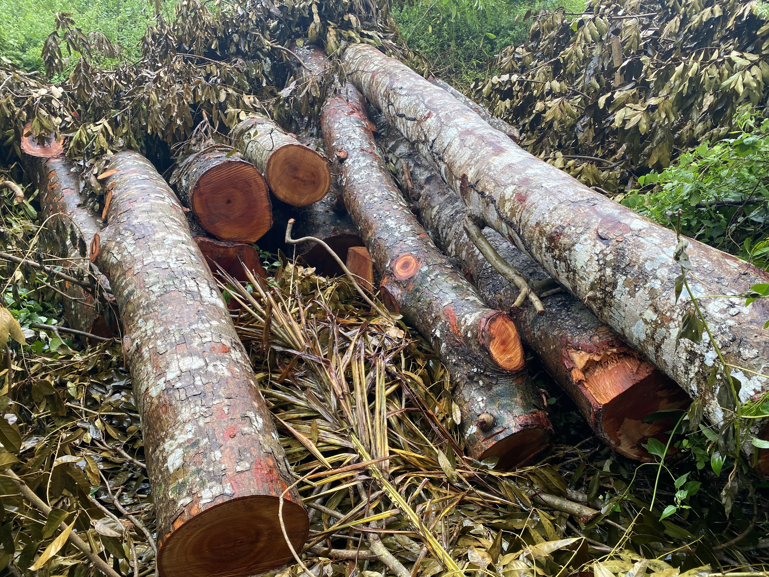 CÂY XÀ CỪ - Ảnh 1.