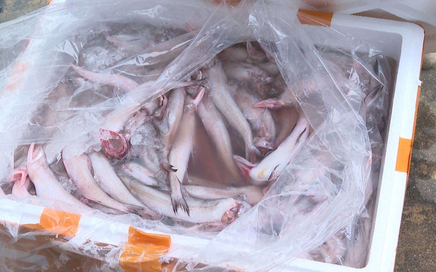 Dùng chất cấm để sản xuất gần 3 tấn giá đỗ ở Hưng Yên, 2 chủ cơ sở bị khởi tố - Ảnh 1.