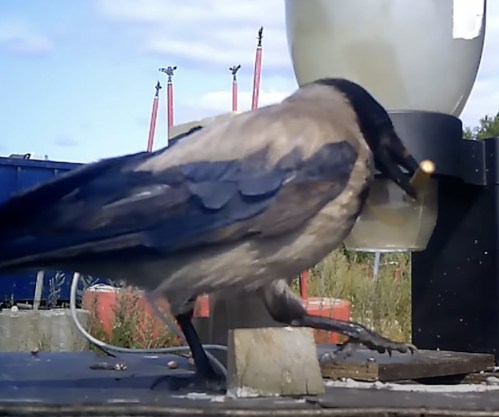 huấn luyện - Ảnh 1.