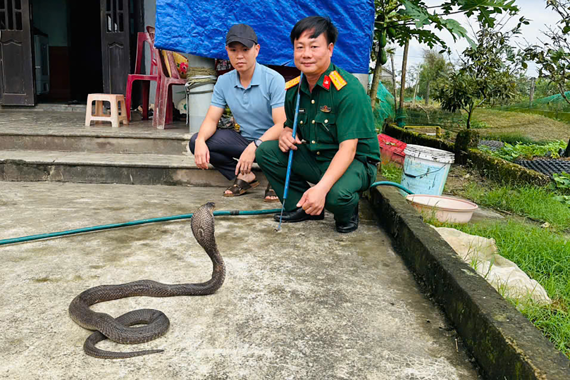 rắn hổ mang - Ảnh 3.