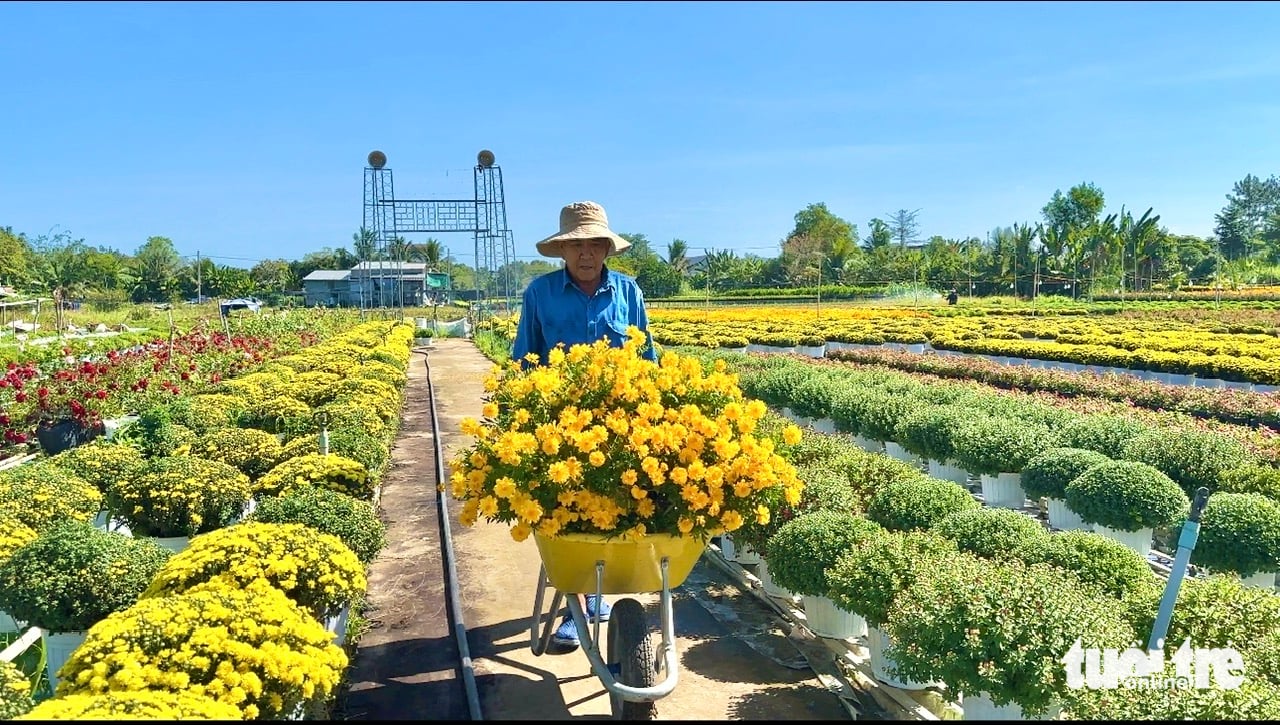 Vietnam’s famous Sa Dec Flower Village bustles ahead of New Year- Ảnh 4.