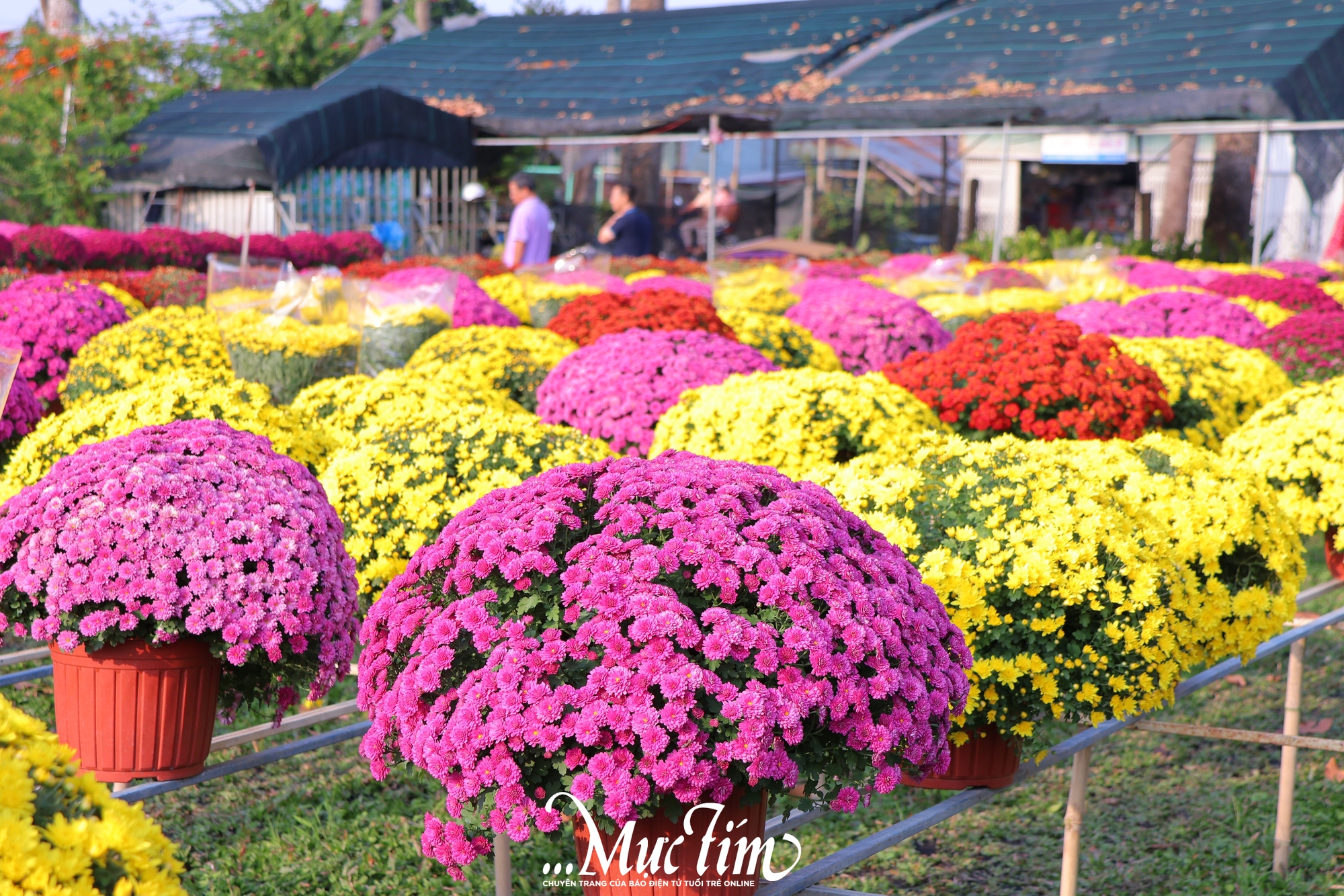 Hôm nay 27-12, khai mạc Festival hoa kiểng Sa Đéc mừng Tết Dương lịch 2026- Ảnh 1.