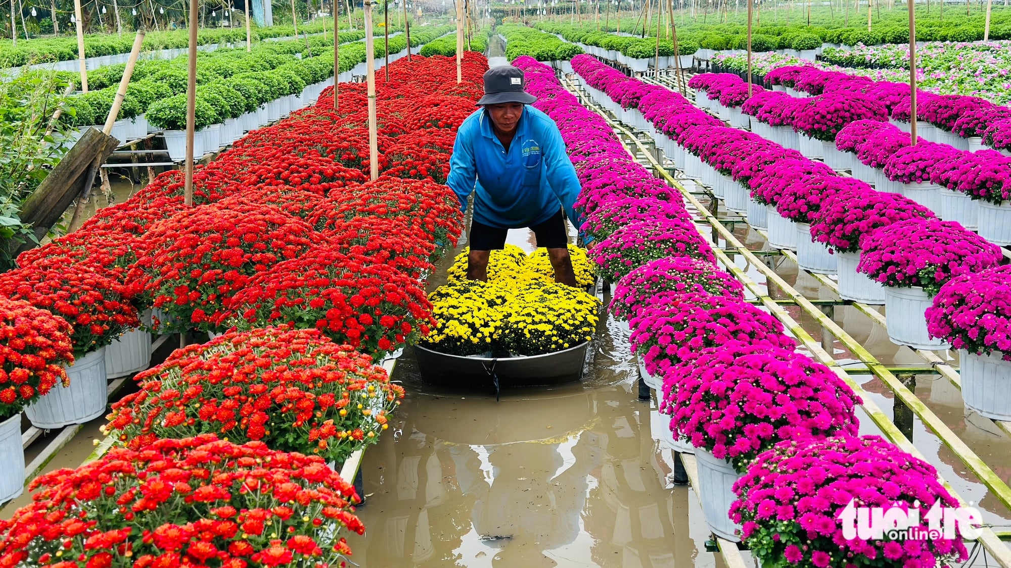 Vietnam’s famous Sa Dec Flower Village bustles ahead of New Year- Ảnh 5.