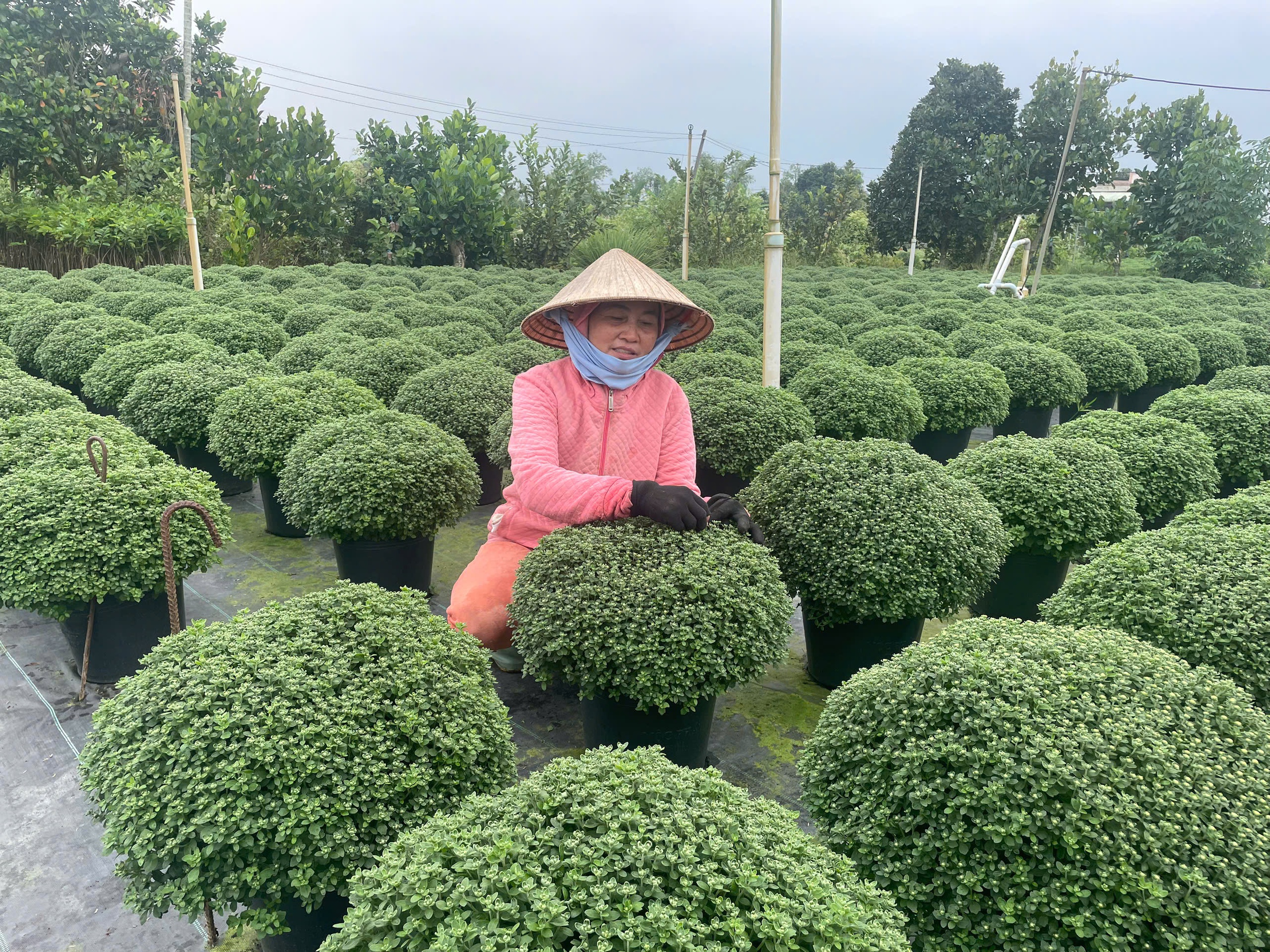 hoa Tết - Ảnh 1.