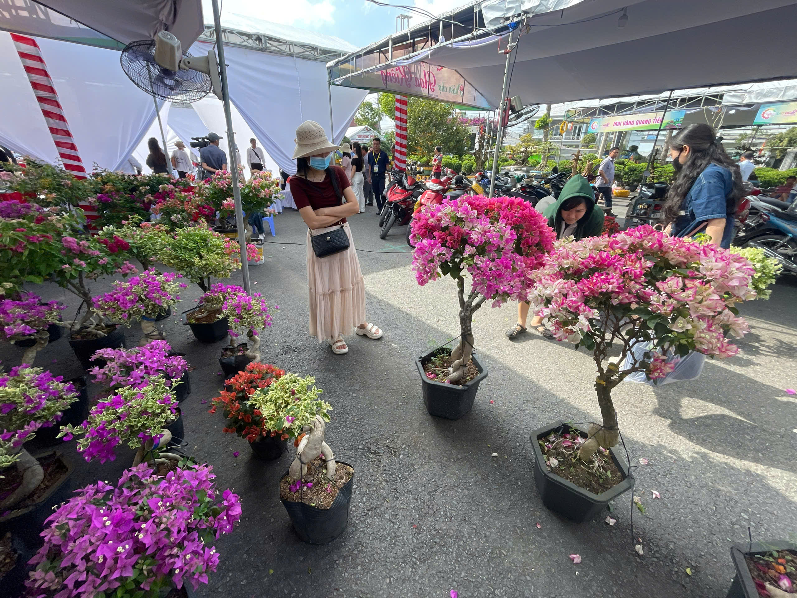 hoa Tết - Ảnh 3.