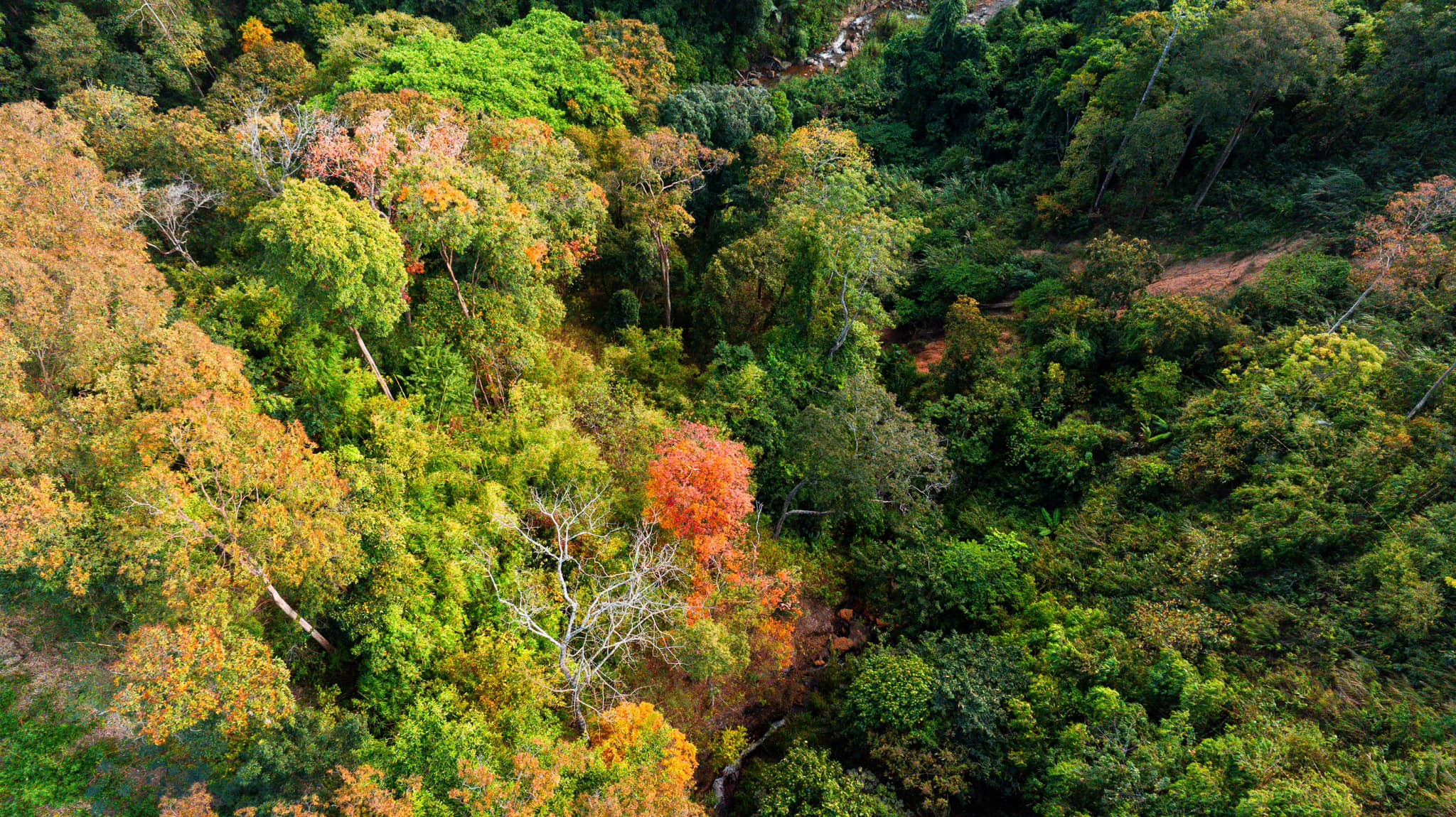 Măng Đen - Ảnh 11.
