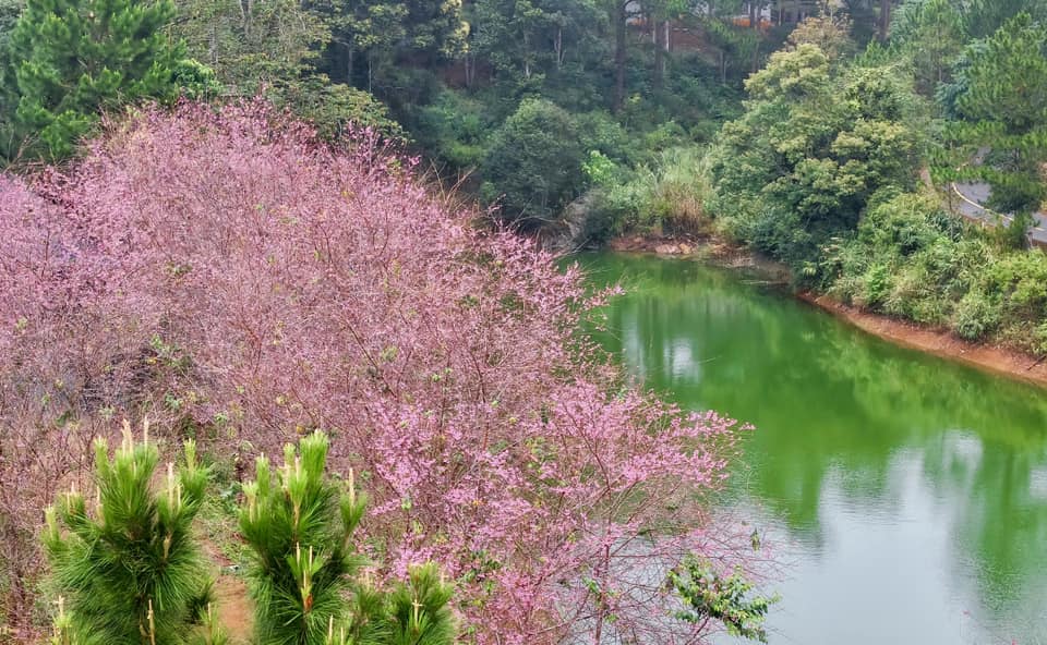 Măng Đen - Ảnh 6.